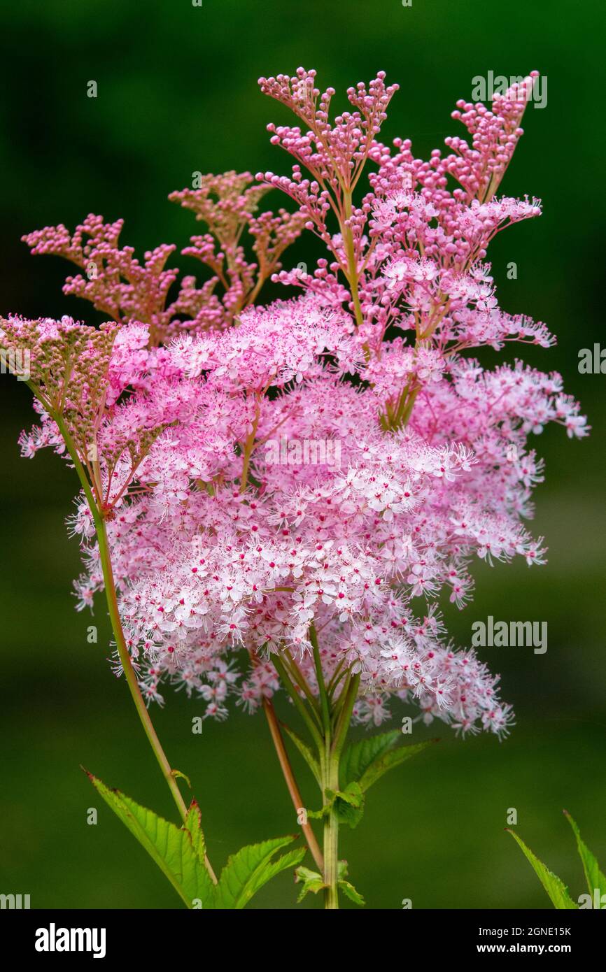 Filipendula rubra Venusta, Filipendula Venusta flower pink Stock Photo