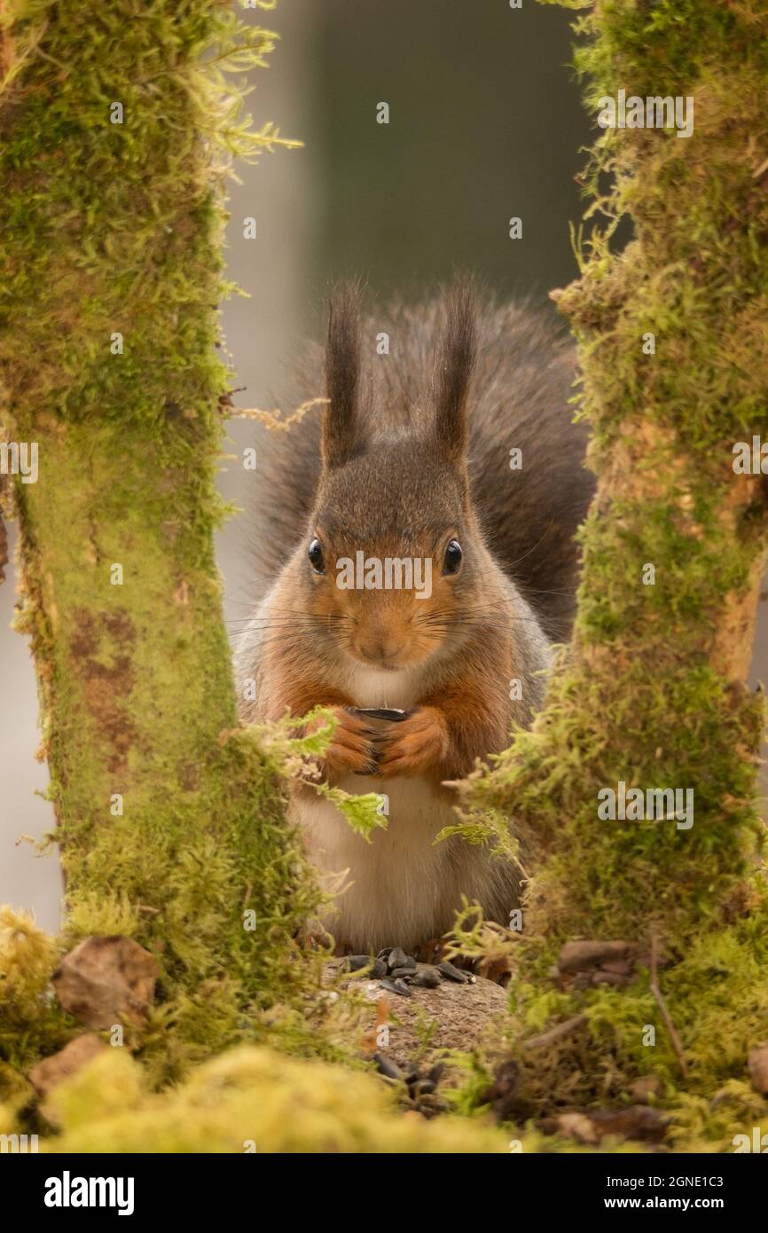 close up of  red squirrel standing between two branches with moss looking at the viewer Stock Photo