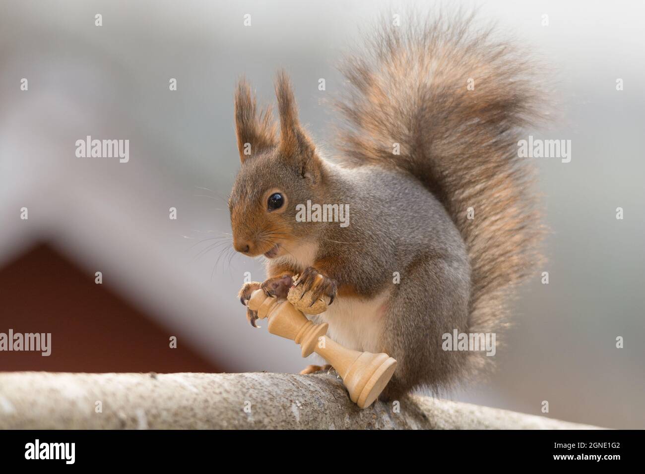 close up of  red squirrel with a chess piece in hands Stock Photo