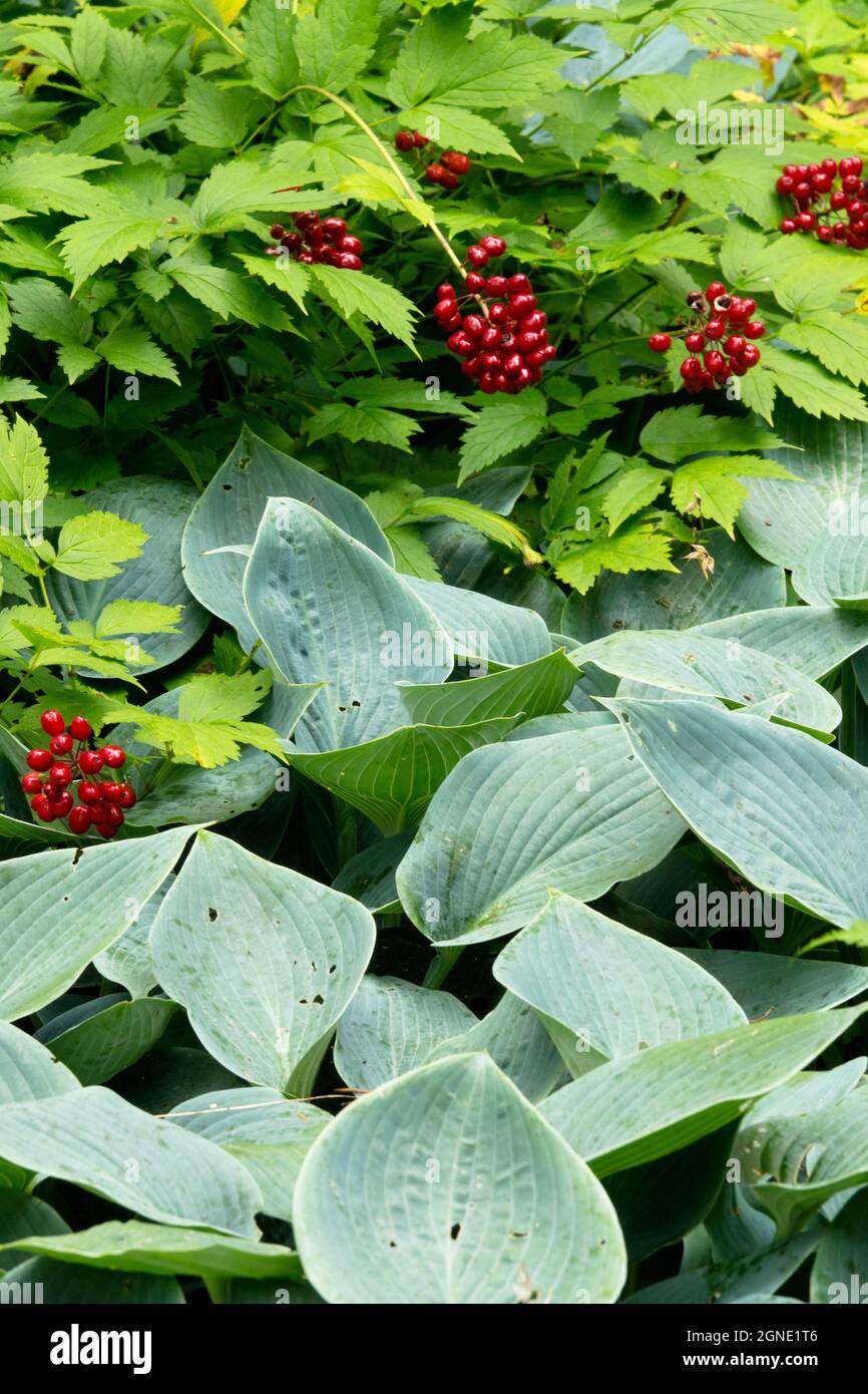 Hosta Halcyon in garden, plantain lily Stock Photo