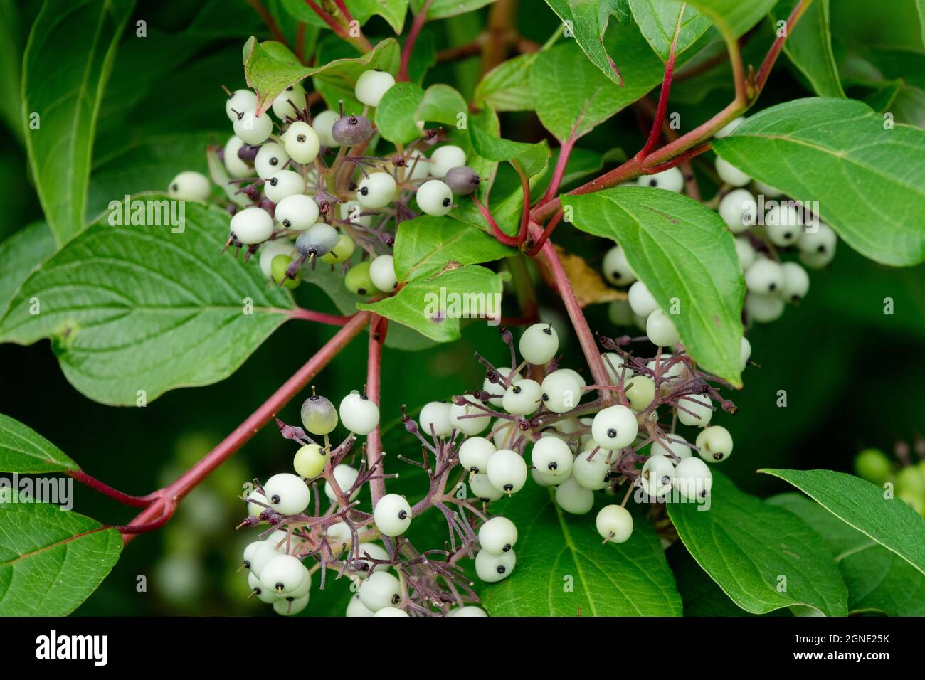 Alba Sibirica Cornus berries Stock Photo