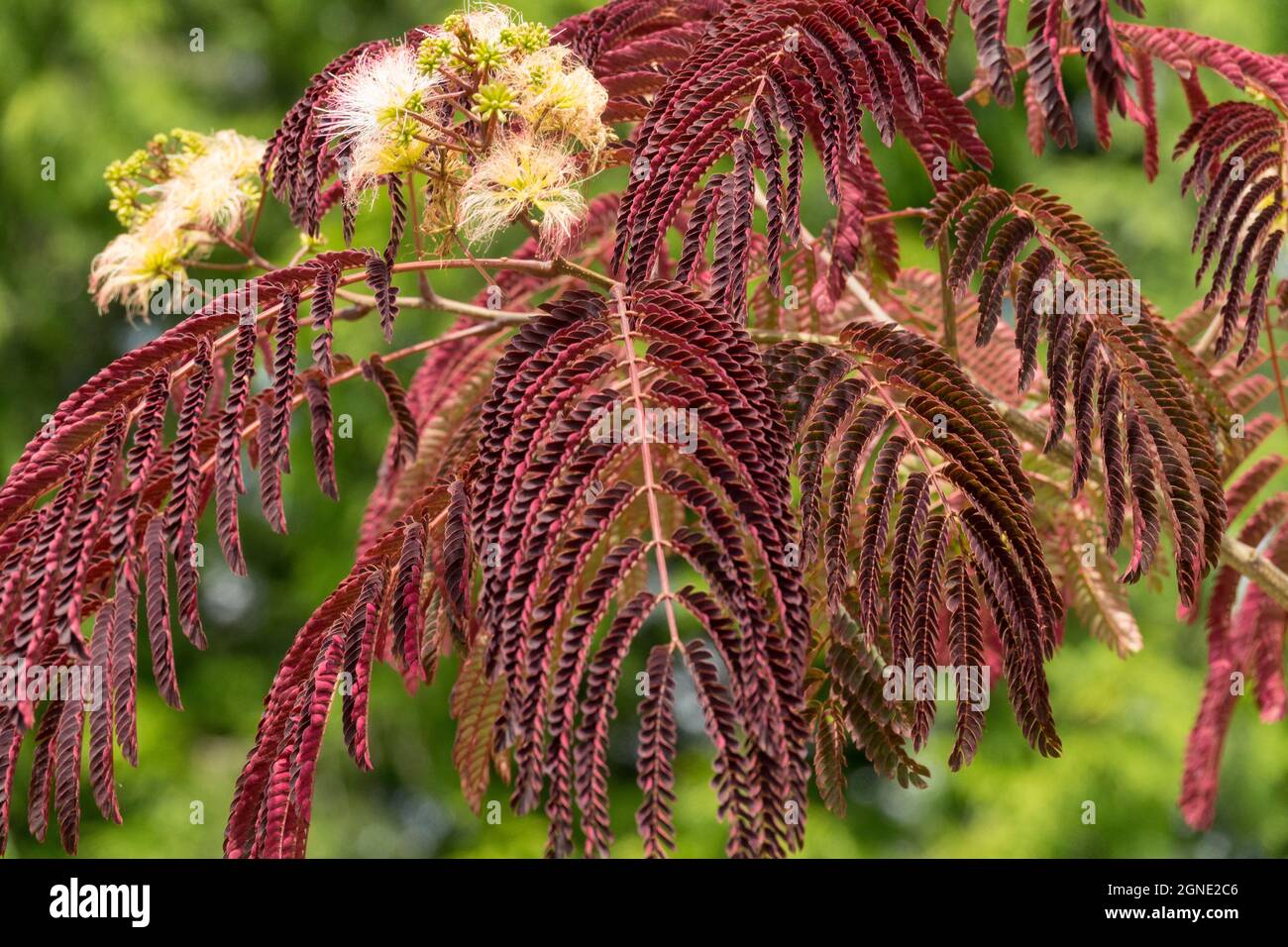 Albizia julibrissin 'Summer Chocolate' Mimosa Tree Stock Photo