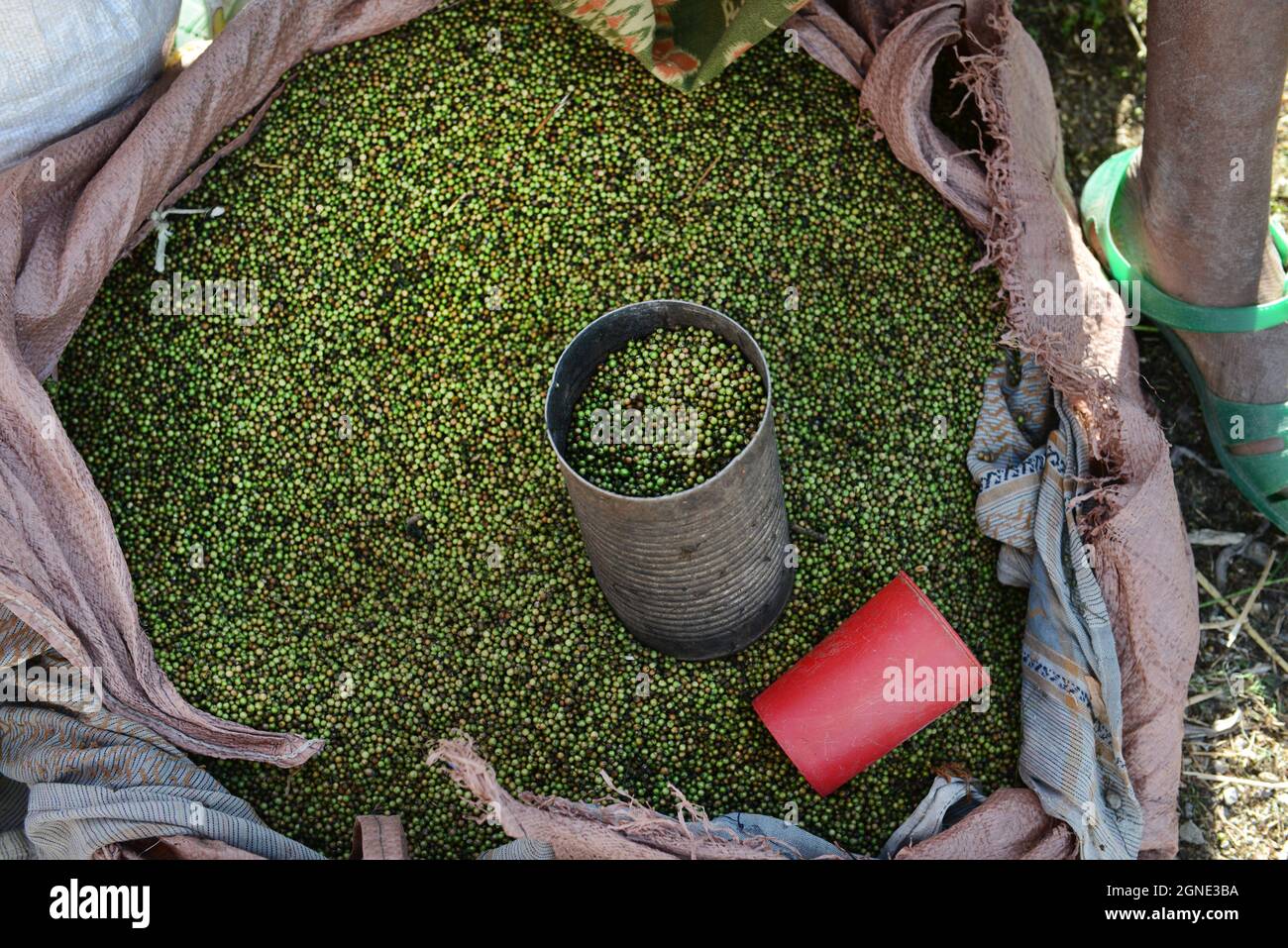 Mung beans sold at the colorful outdoor weekly market in Bati, Ethiopia. Stock Photo