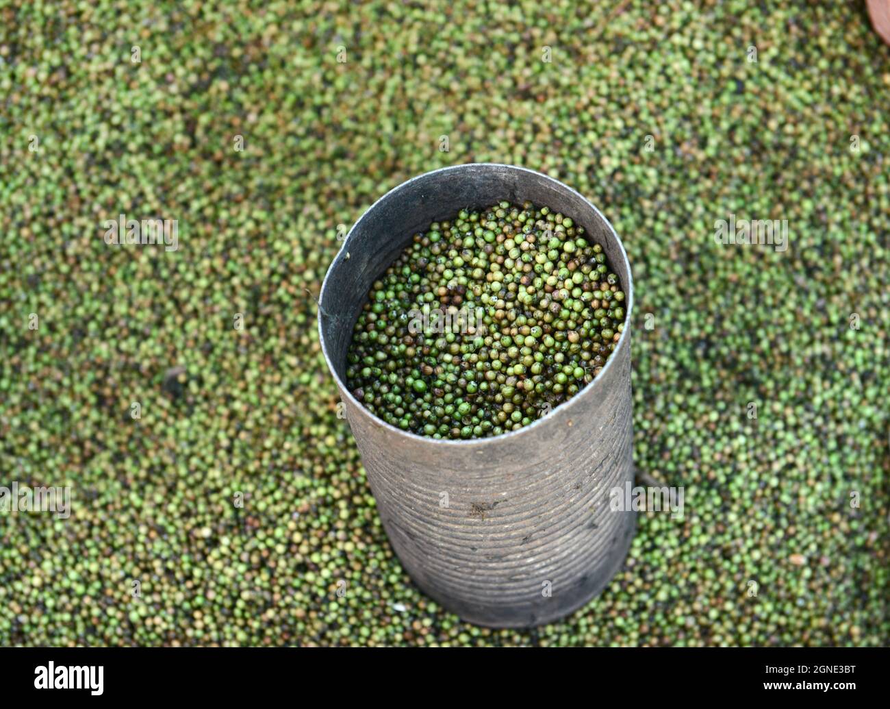 Mung beans sold at the colorful outdoor weekly market in Bati, Ethiopia. Stock Photo