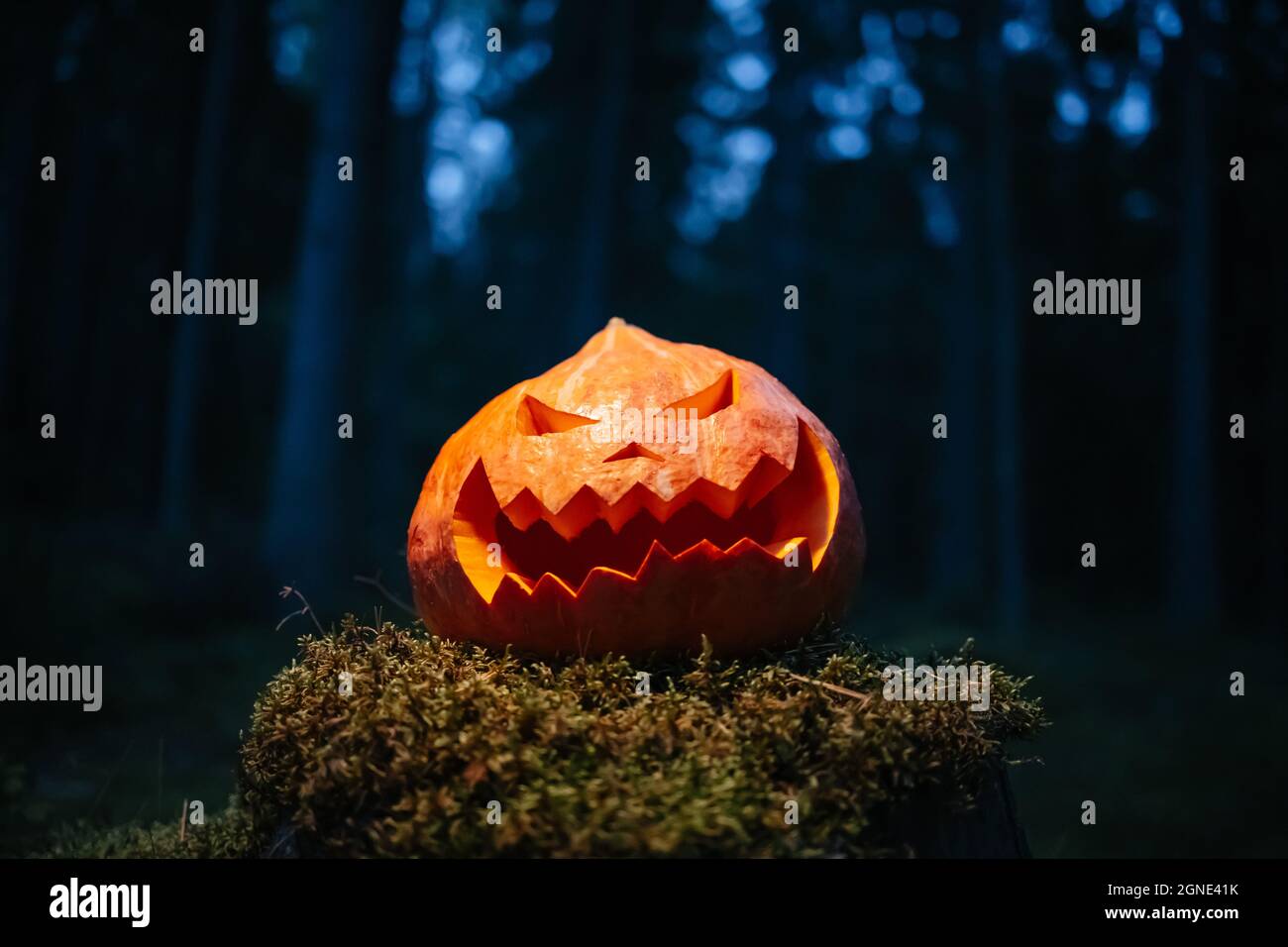 Pumpkin with a carved face in a dark forest. Stock Photo