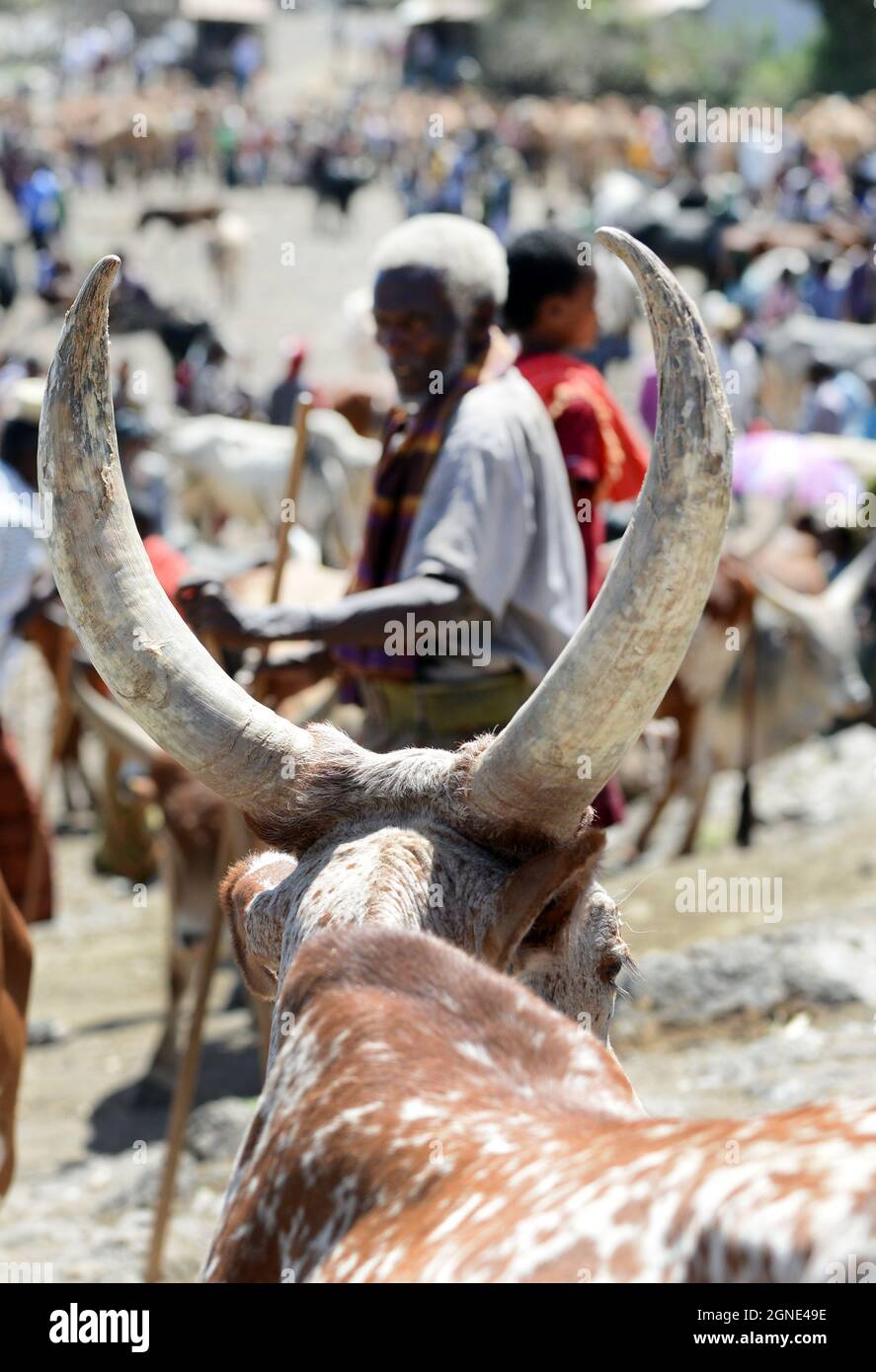 The colorful cattle market at the weekly market in Bati, Ethiopia. Stock Photo