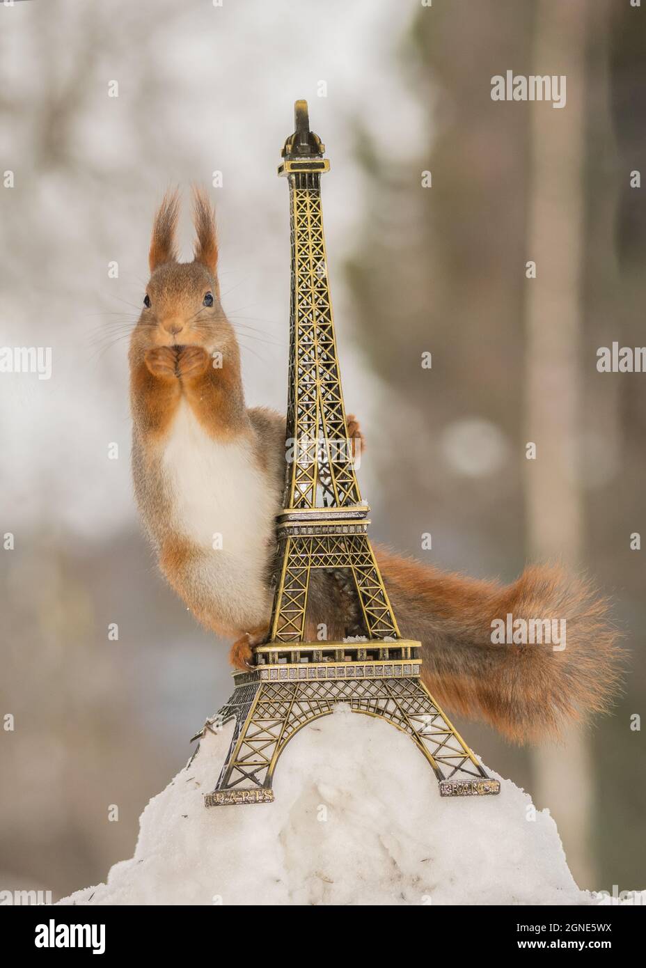 close up of red squirrel holding on to the eiffel tower standing on a snow hill Stock Photo