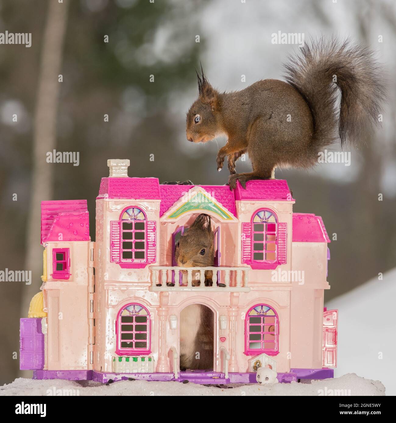 close up of red squirrel standings in and on a house Stock Photo