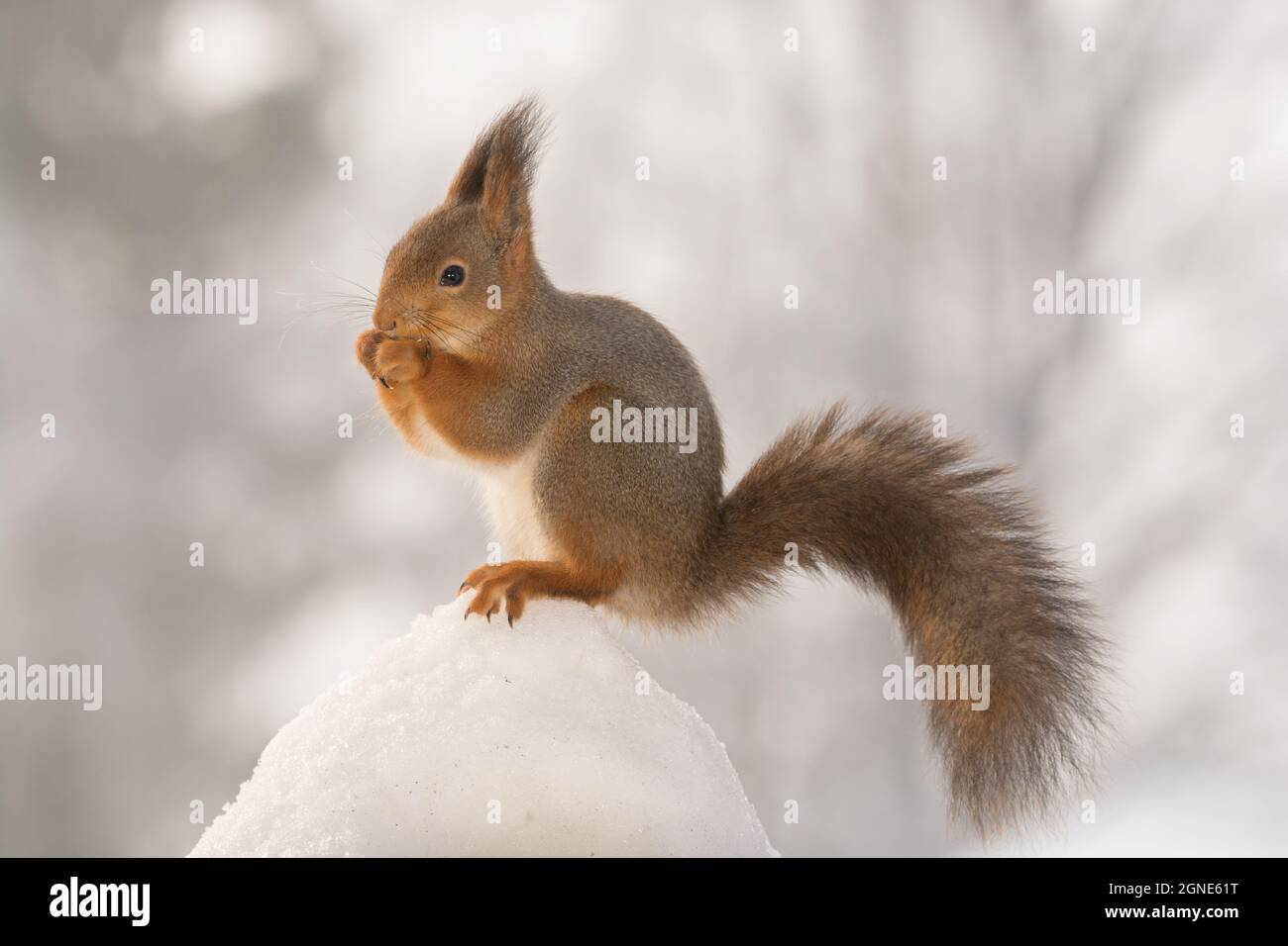 profile and close up of red squirrel on snow hill Stock Photo