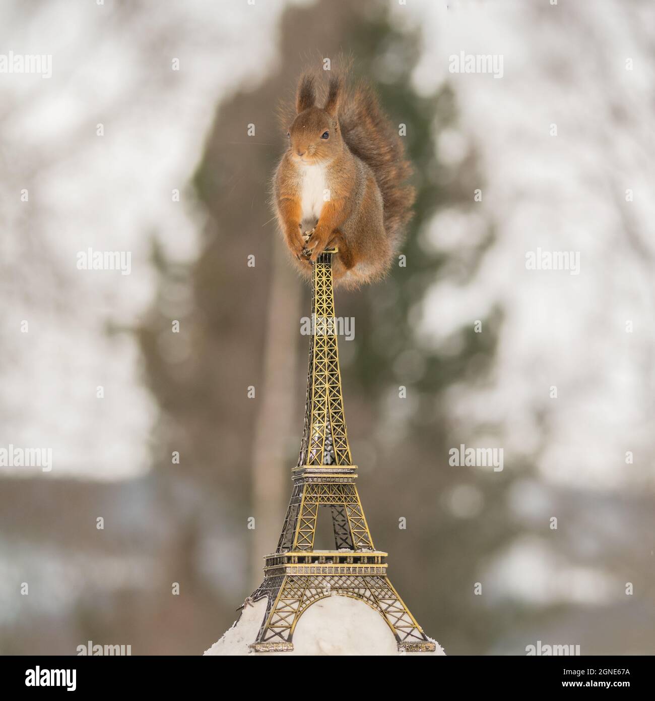 profile and close up of red squirrel on the eiffel tower snow hill Stock Photo