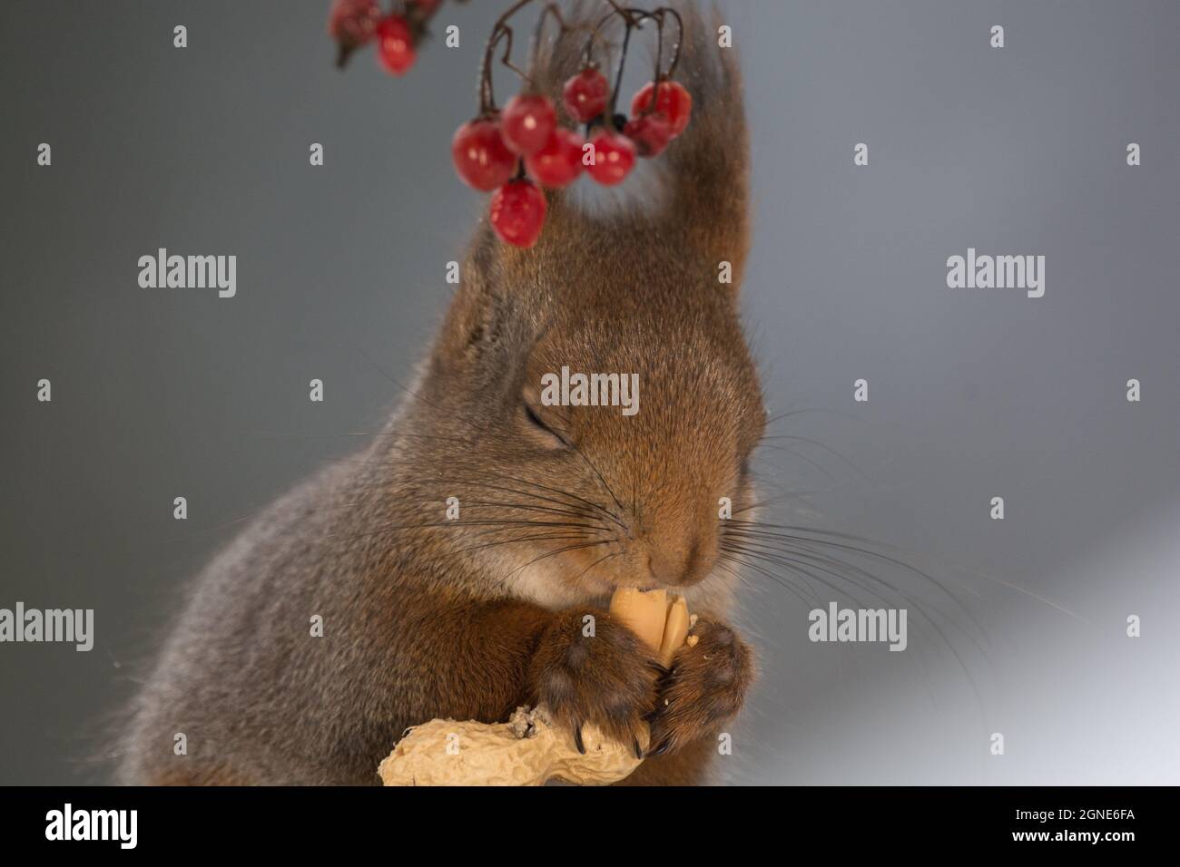 Animal fight funny squirrel hi-res stock photography and images - Alamy