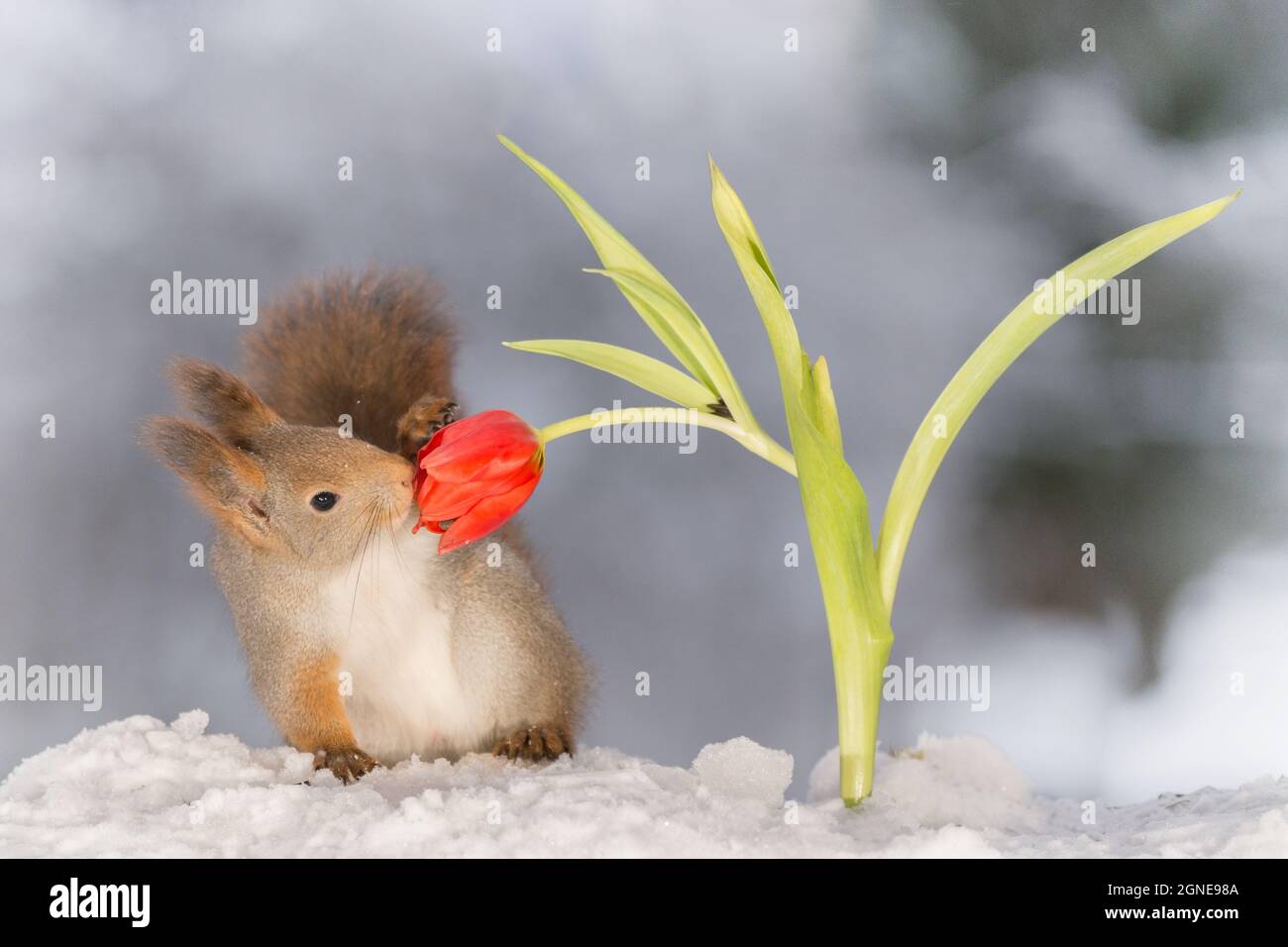 red squirrel holding and smelling a red tulip Stock Photo Alamy