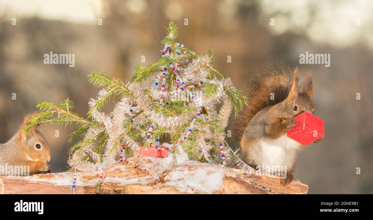 close up of red squirrels standing on tree trunk with a christmas tree with garlands and a present in hands Stock Photo