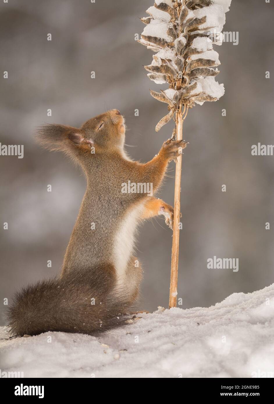 red squirrel standing on snow with a plant with snow in hands Stock Photo