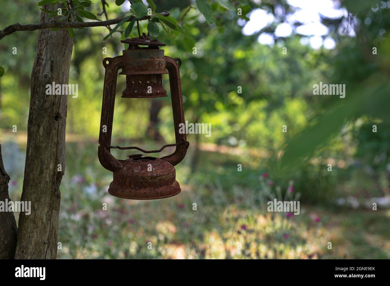 Old rusty kerosene lamp hanging from the tree Stock Photo
