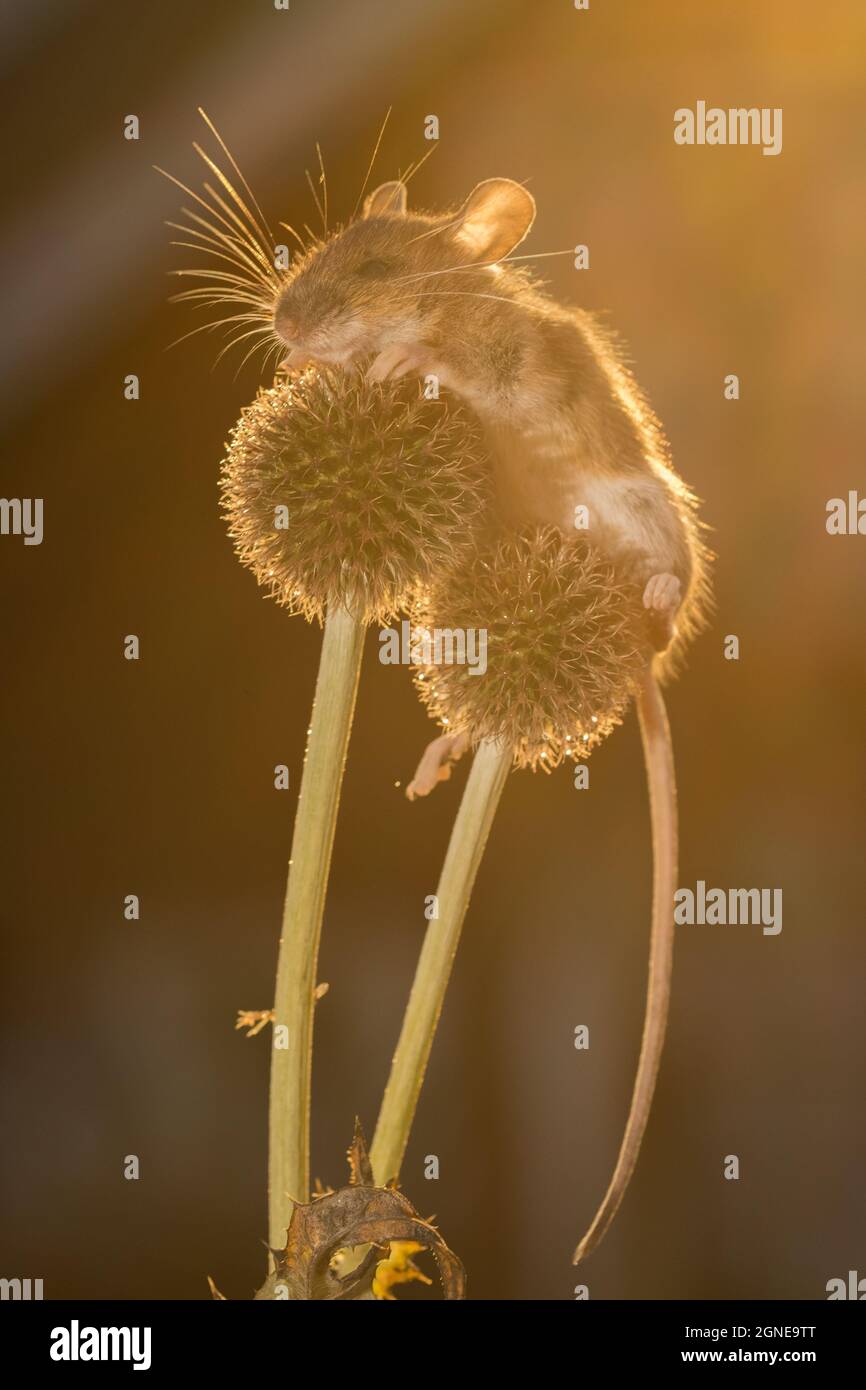 mouse is climbing on flowers in sunlight Stock Photo Alamy