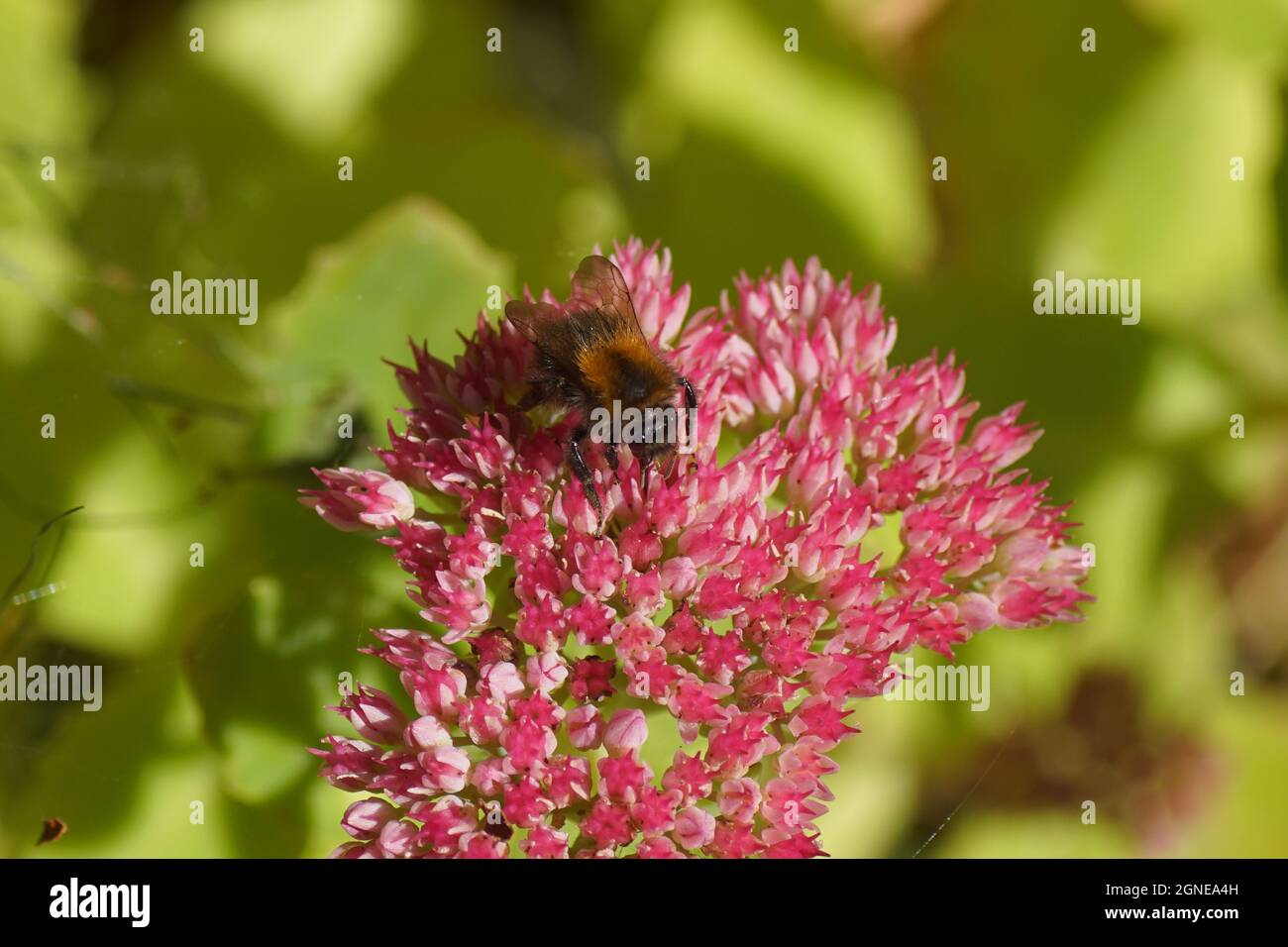 Common carder bee (Bombus pascuorum) family Apidae. On flowers orpine (Hylotelephium telephium), stonecrop family, orpine family (Crassulaceae), Stock Photo