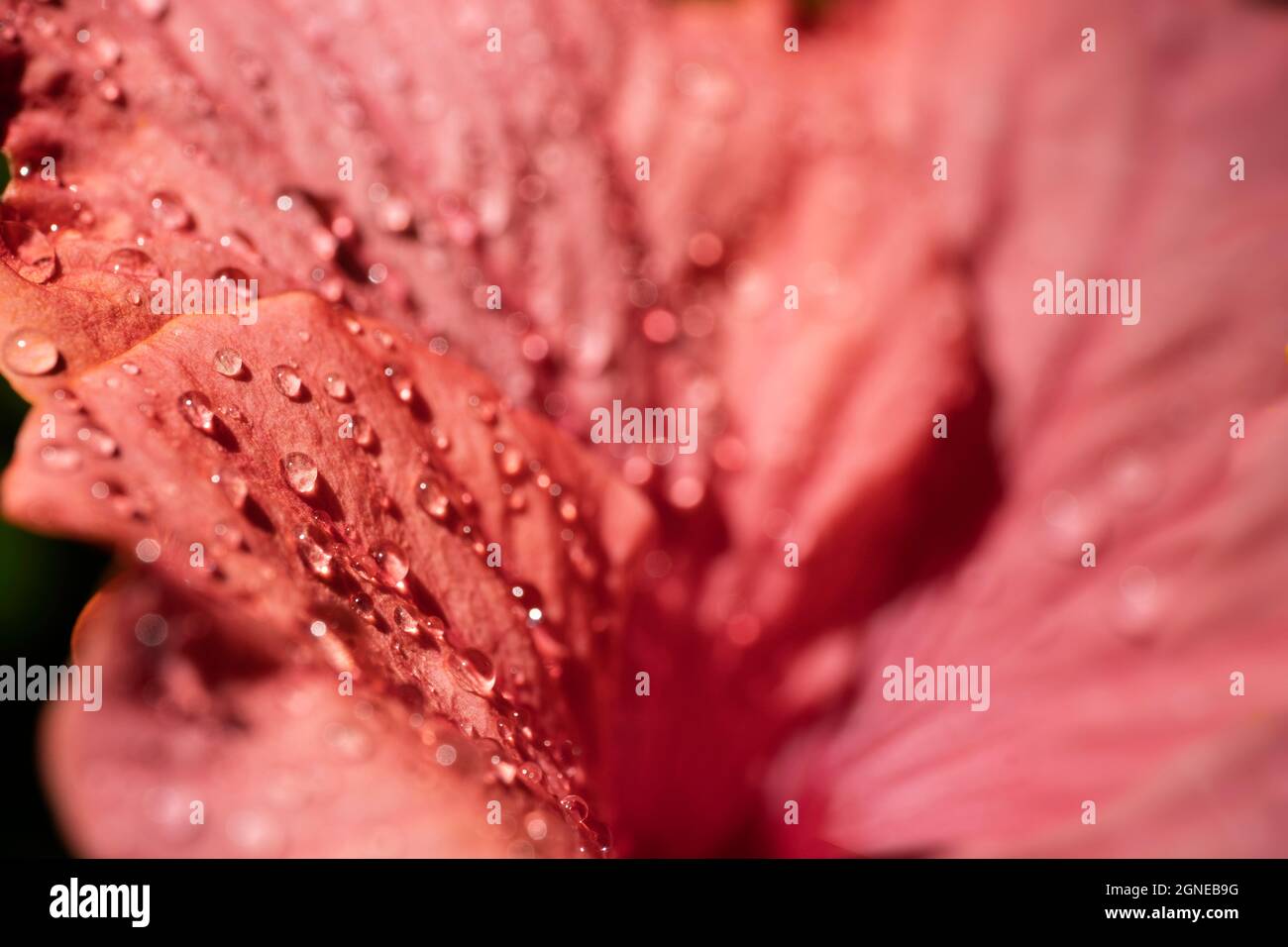 Close up of large striking and trumpet shaped Hibiscus petals after a rain shower in the sun. Inside the flower. Focus on the water drops on the left Stock Photo