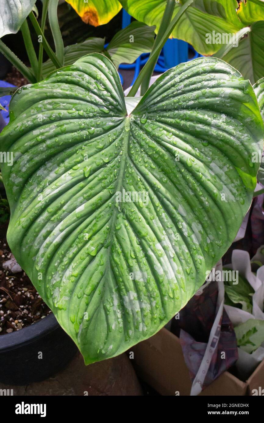 Green leaves plant in tree garden, stock photo Stock Photo - Alamy