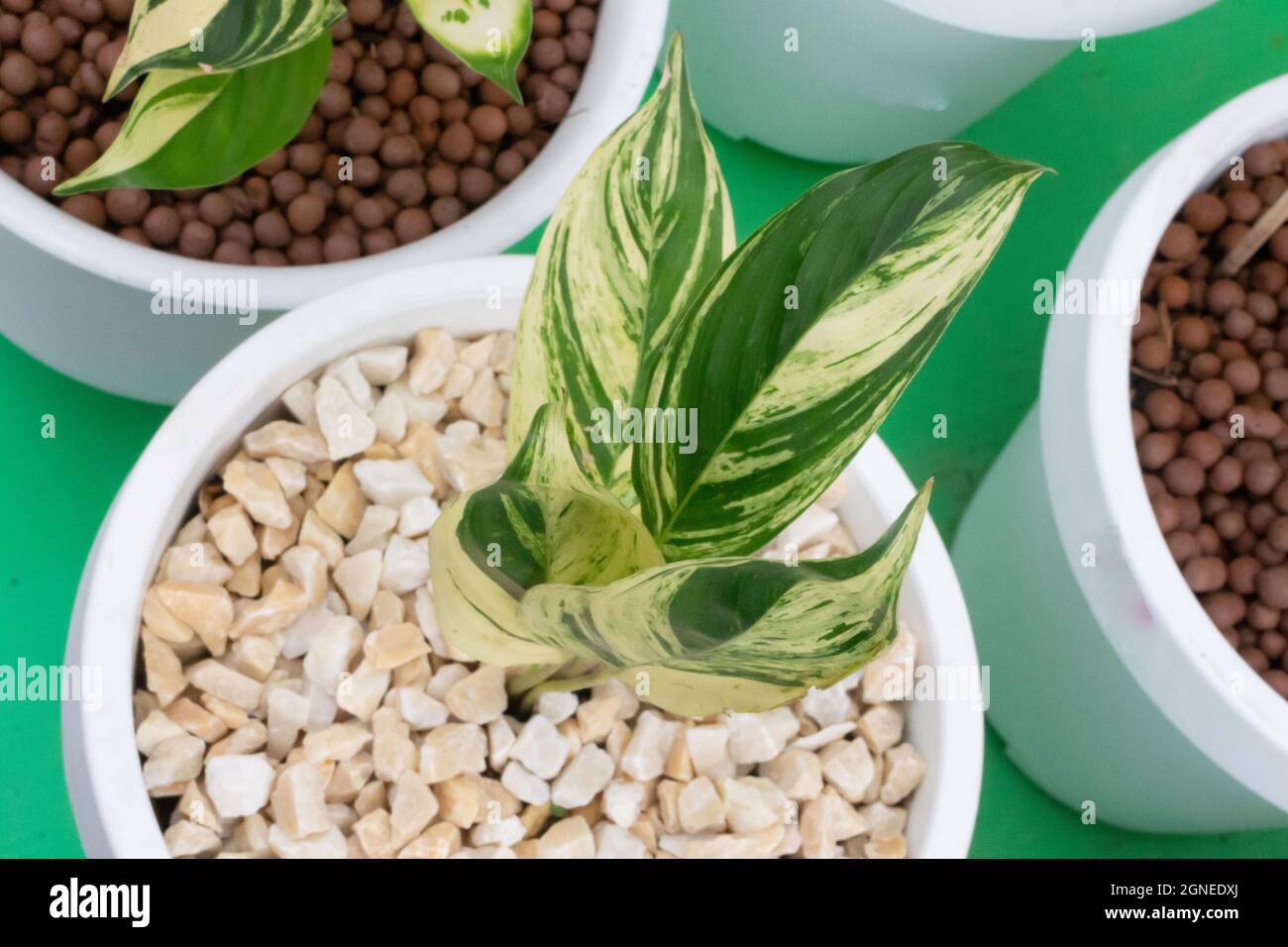 Green leaves plant in tree garden, stock photo Stock Photo - Alamy