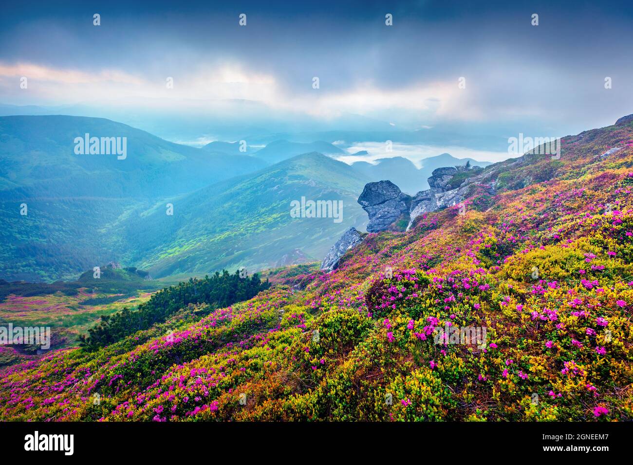 Colorful summer sunrise with fields of blooming rhododendron flowers. Splendid outdoors scene in the Carpathian mountains, Ukraine, Europe. Beauty of Stock Photo