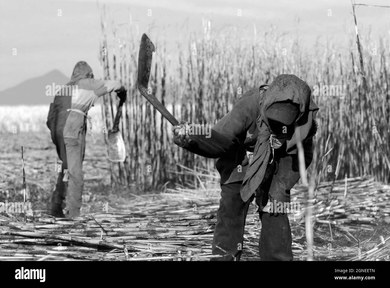 Two children working at a sugarcane plot, in Ahualulco, Jalisco, Mexico. March 31, 2007. Stock Photo