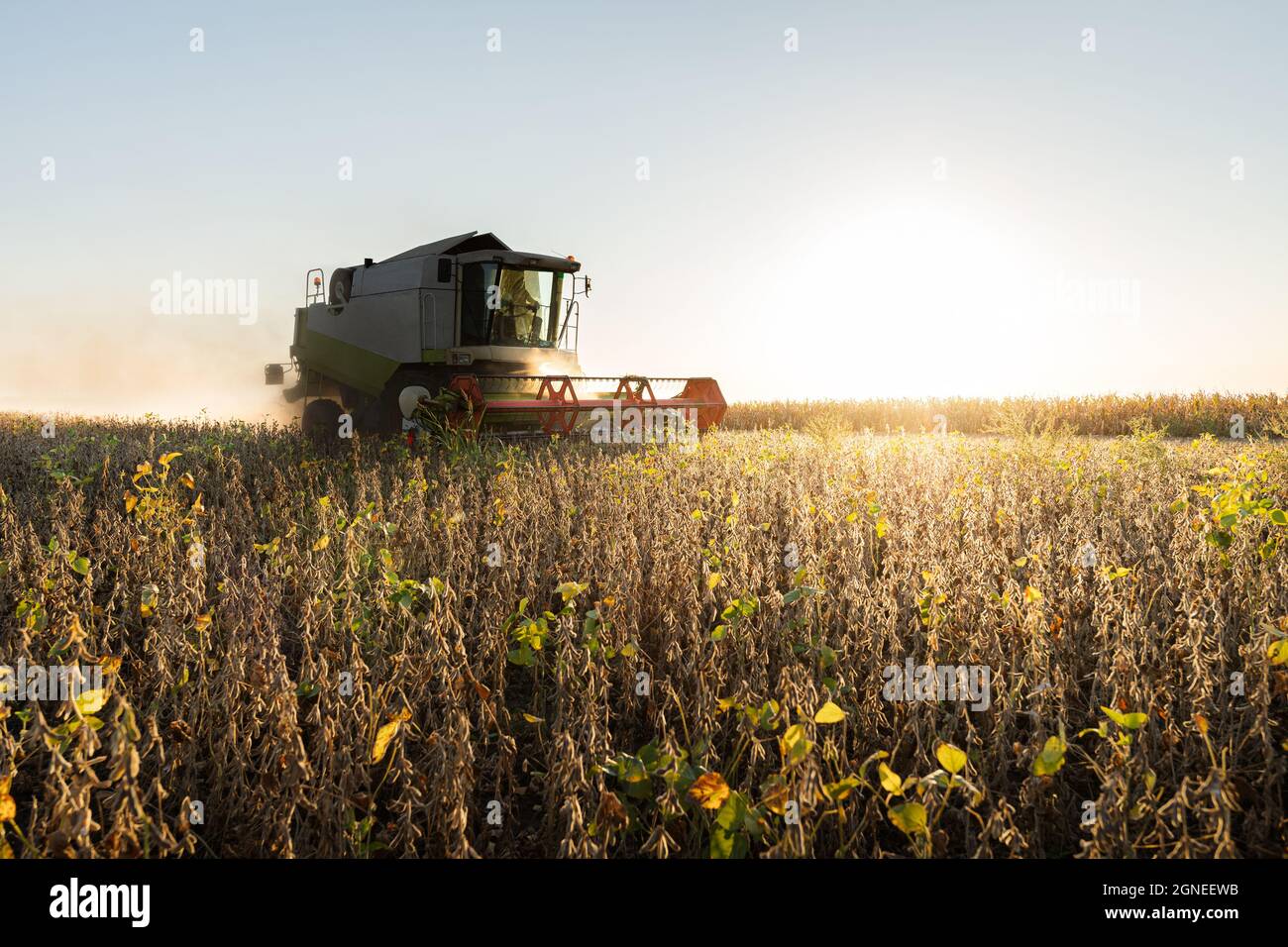 A combine harvesting soybeans at sunset Stock Photo - Alamy