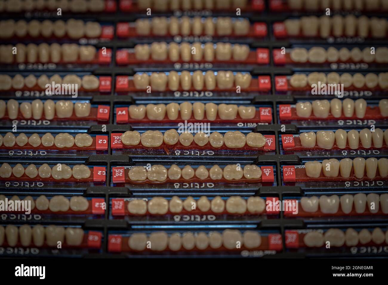 samples of human artificial teeth for a dental technician to create a replacement for fallen teeth Stock Photo
