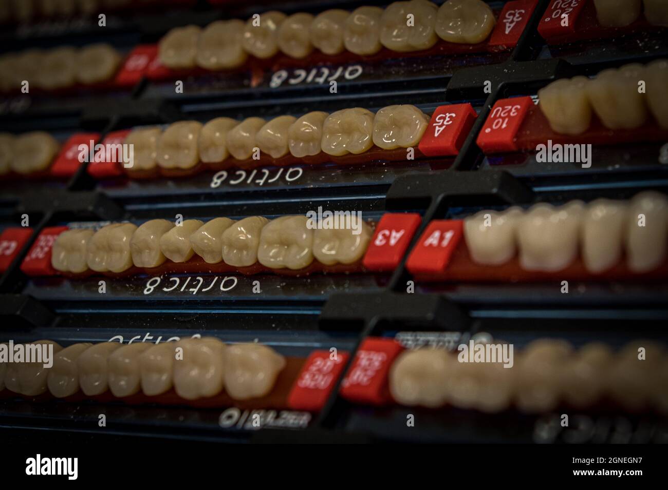 samples of human artificial teeth for a dental technician to create a replacement for fallen teeth Stock Photo