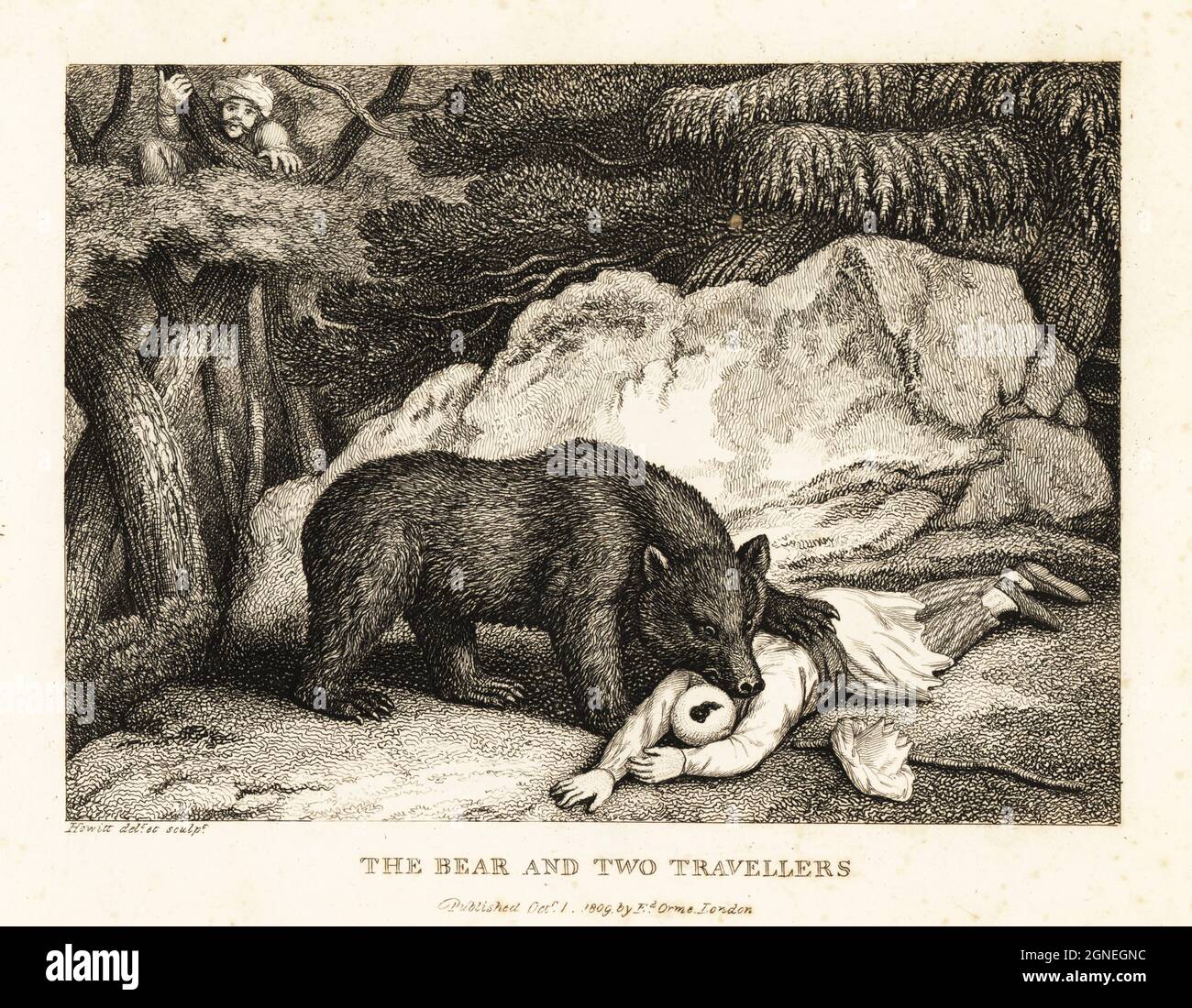 A traveller in turban plays dead while attacked by a bear. Another traveller hides in a tree. The bear the two travellers. Illustration of a fable by Greek author Aesop. Copperplate etching drawn and engraved from life by Samuel Howitt from his own A New Work of Animals, Principally Designed from the Fables of Aesop, Gay and Phaedrus, Edward Orme, London, 1811. Stock Photo