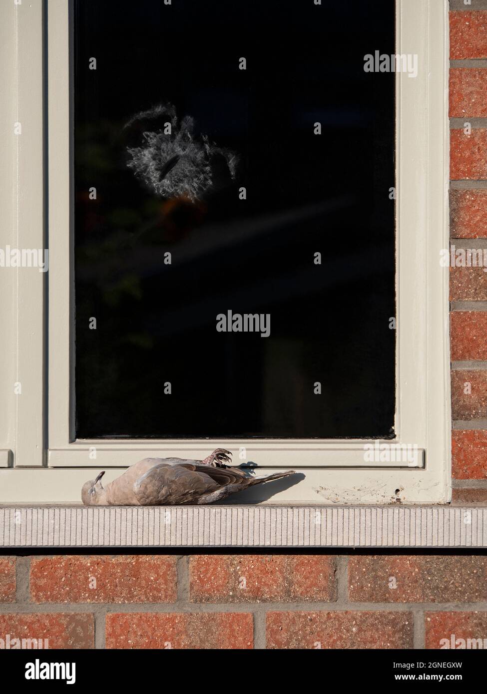 Silhouette and print of a bird that crashed into a window with the dead pigeon as victim on the windowsill Stock Photo