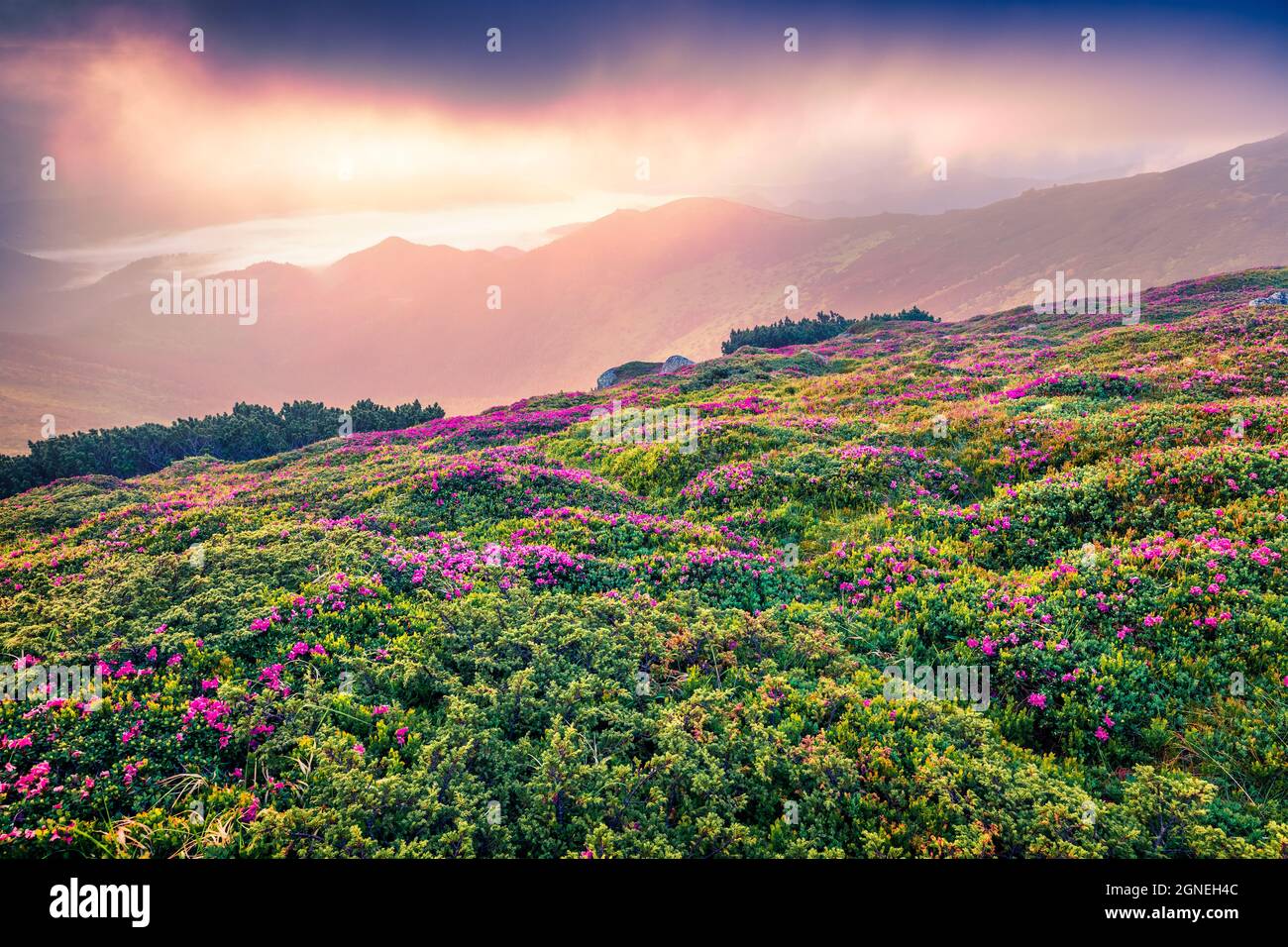 Colorful summer sunrise with fields of blooming rhododendron flowers. Splendid outdoors scene in the Carpathian mountains, Ukraine, Europe. Beauty of Stock Photo
