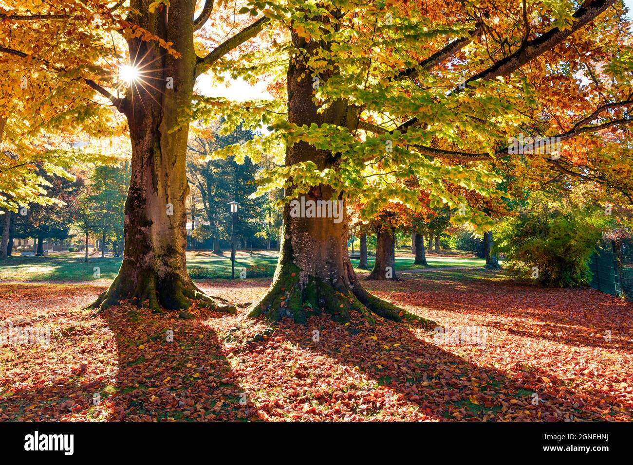 Bright morning view of old beech trees in  Kurpark in Thumersbach village, located on the shore of the Zell lake. Picturesque autumn scene in the city Stock Photo