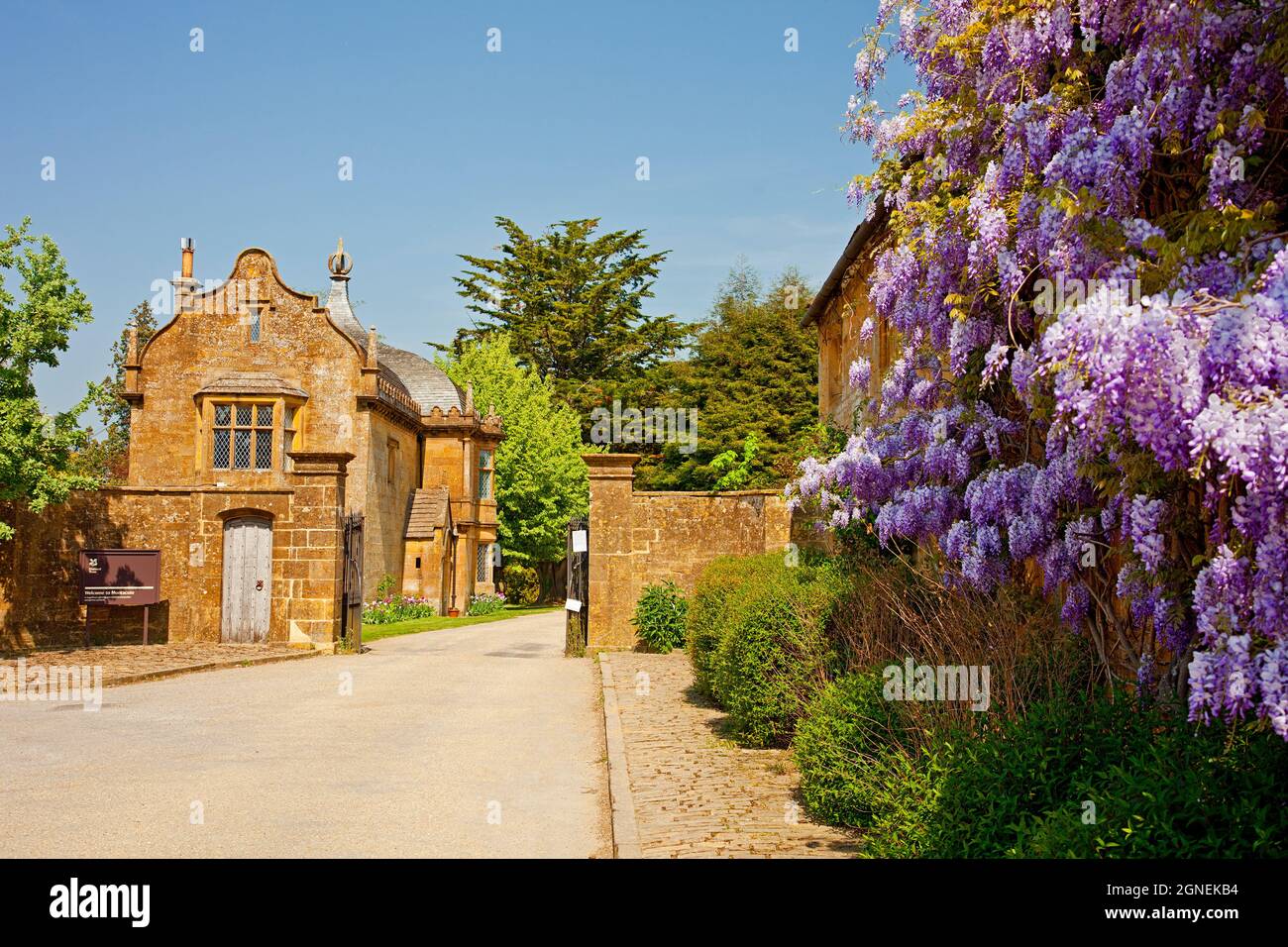 A colourful Wisteria in flower next to the gates of Montacute House, an Elizabethan mansion with garden near Yeovil, Somerset, England, UK Stock Photo