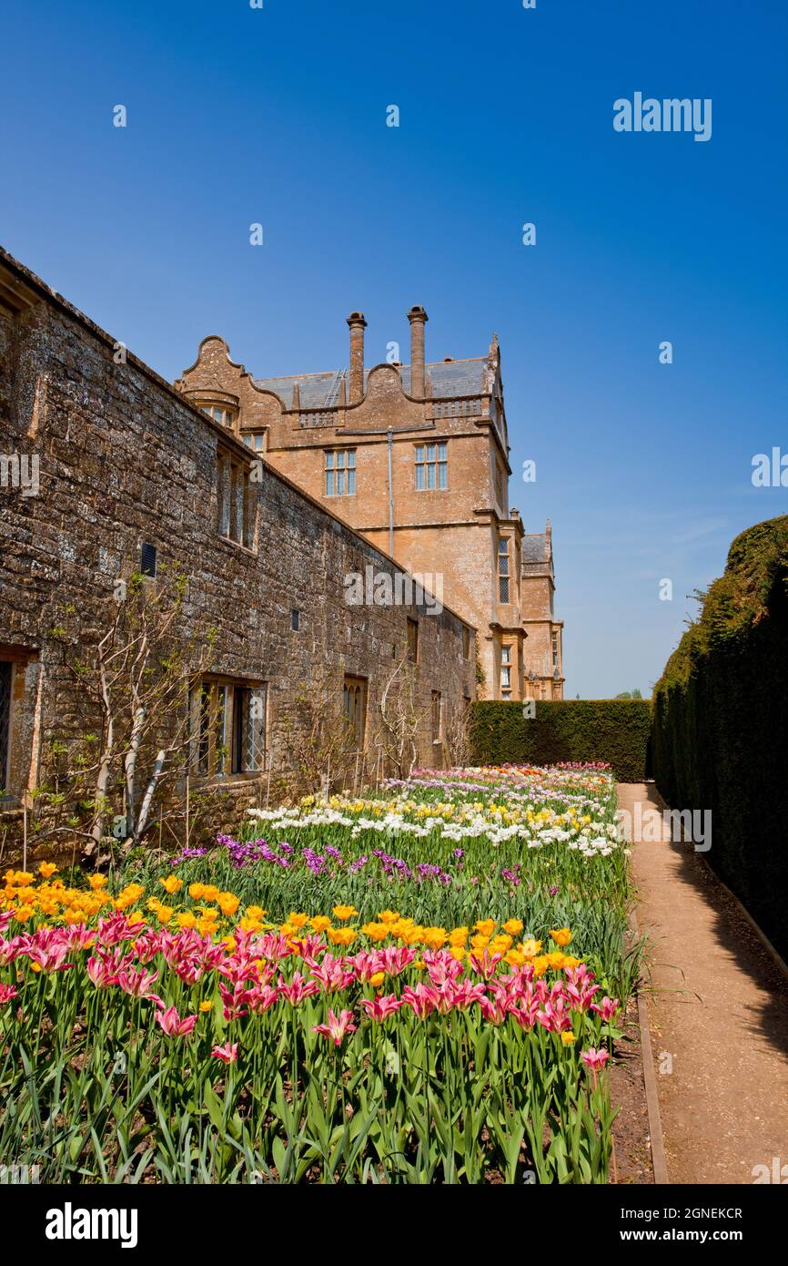 A colourful display of tulips in the cut flower garden at Montacute House, an Elizabethan mansion with garden near Yeovil, Somerset, England, UK Stock Photo