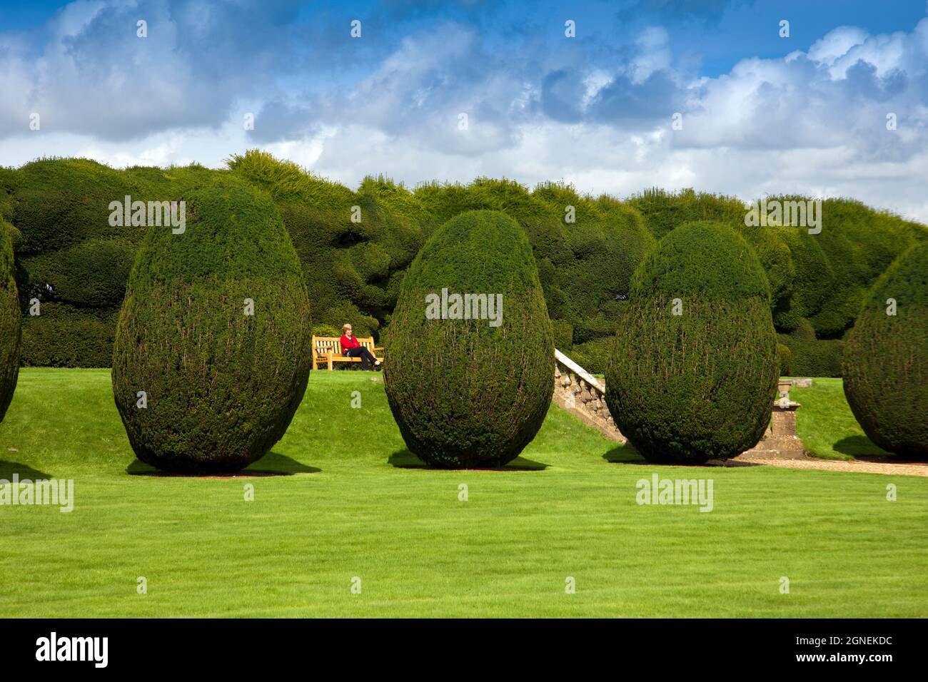 Shaped yew trees around the north lawn at Montacute House,  an Elizabethan mansion with garden near Yeovil, Somerset, England, UK Stock Photo