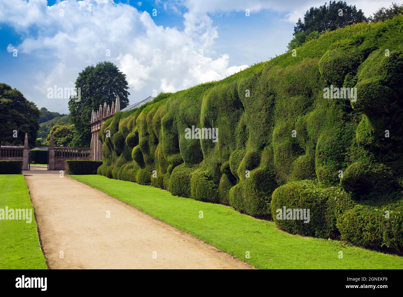 Interesting organic growth patterns in the yew hedge at Montacute House, an Elizabethan mansion with garden near Yeovil, Somerset, England, UK Stock Photo