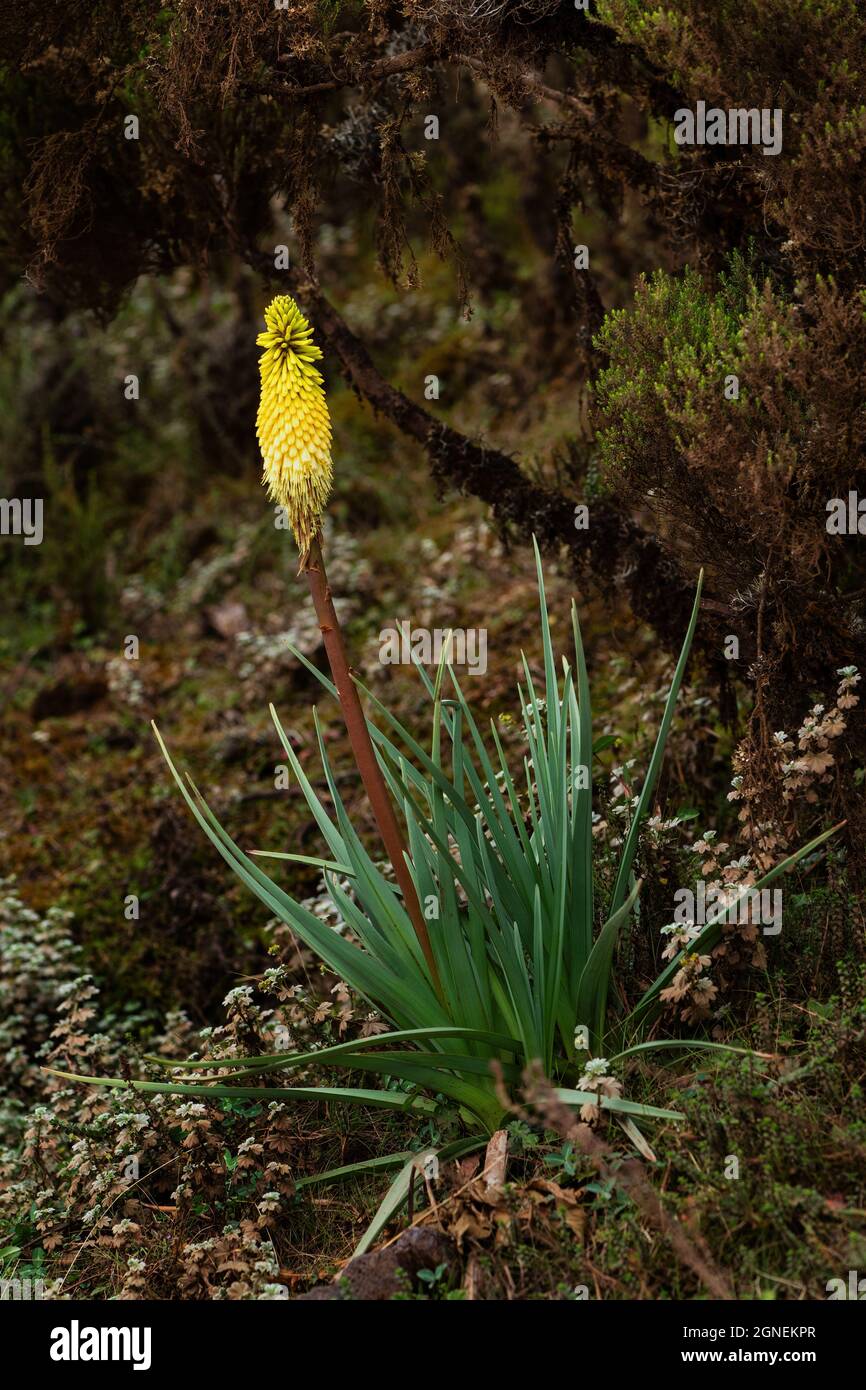 Torch Lily - Kniphofia foliosa, beautiful colored plant from African highlands, Bale mountains, Ethiopia. Stock Photo