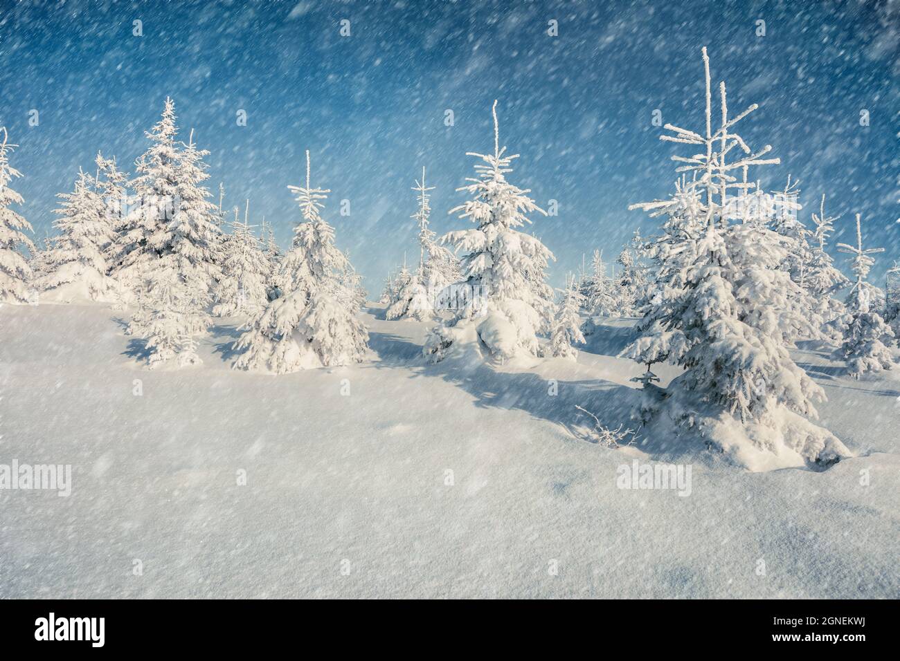 Blizzard in mountain forest with snow covered small fir trees. Splendid ...