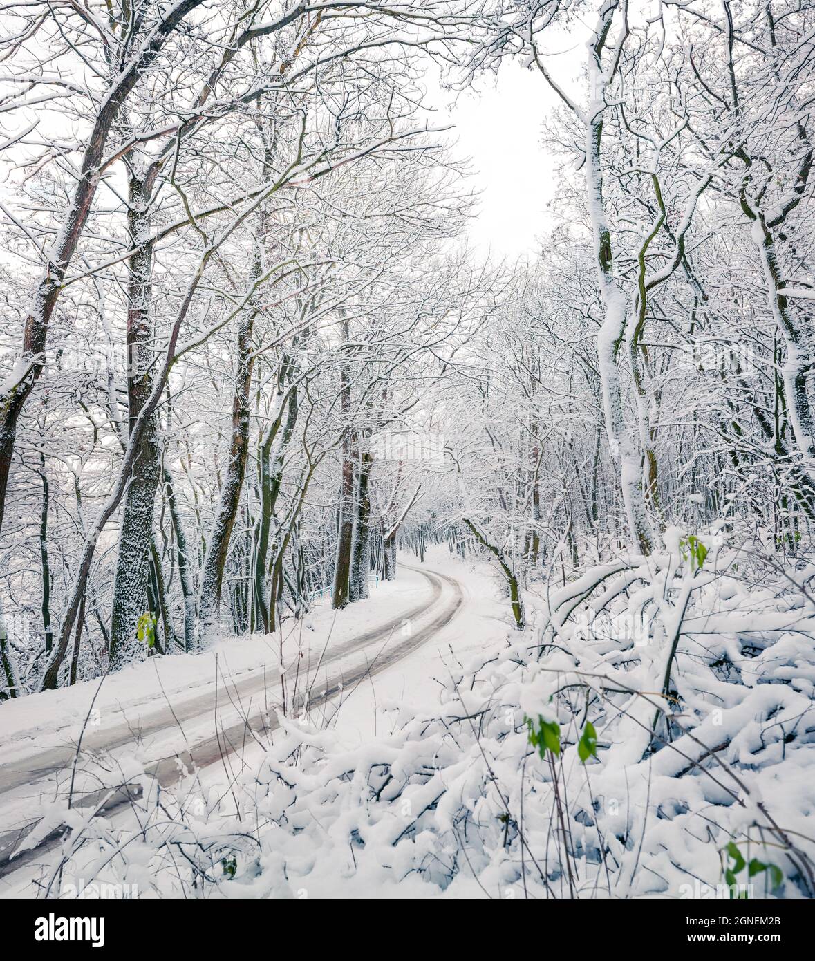 Empty country road in the snowy forest. Beautiful winter scene with ...