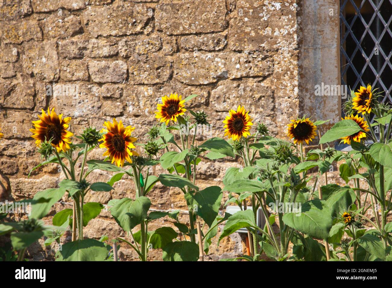 A colourful display of sunflowers in the cut flower garden at Montacute