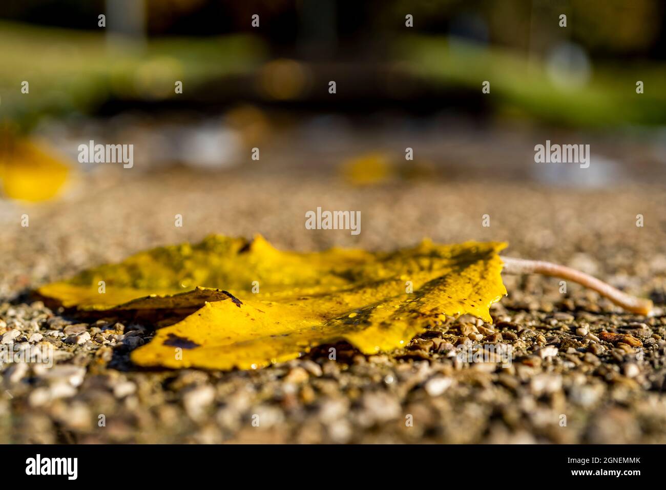 Autumn background with yellow leaves and rain drops Stock Photo - Alamy