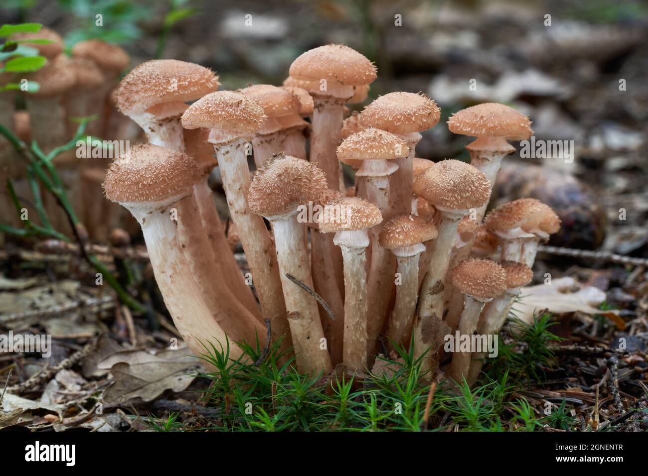 Edible mushroom Armillaria ostoyae in spruce forest. Known as Dark Honey Fungus or Honey Mushroom. Wild cluster of mushrooms growing in the needles. Stock Photo