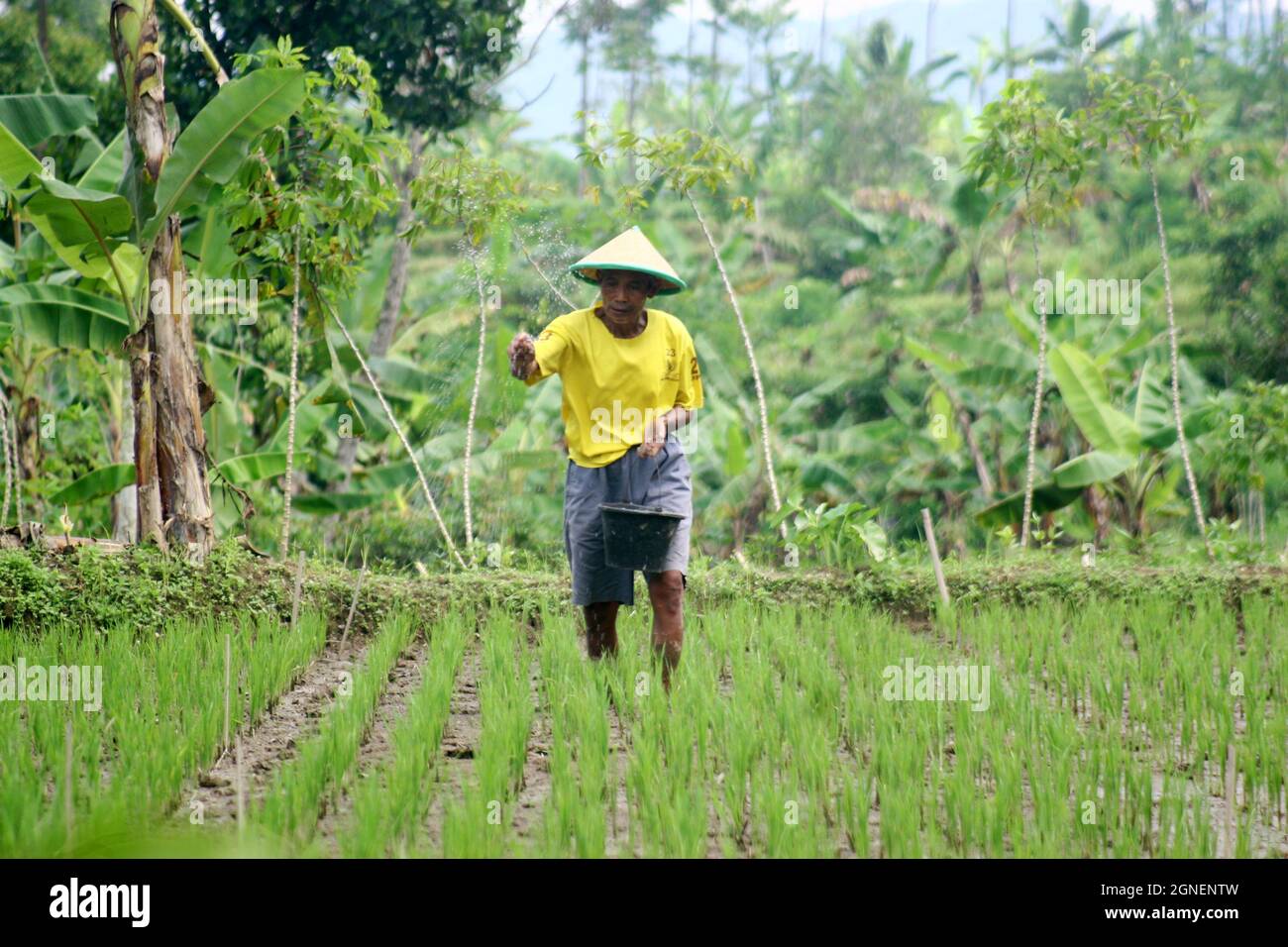 portrait of an Indonesian farmer who is spreading fertilizer on his rice plants. Stock Photo