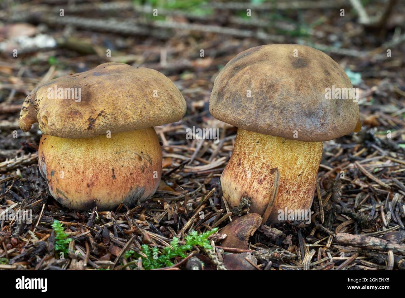 Edible mushroom Neoboletus luridiformis in spruce forest. Known as scarletina bolete. Two wild bolete mushrooms growing in the needles. Stock Photo