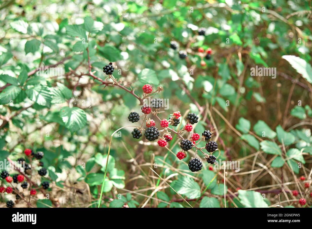 Blackberry Tree Identification