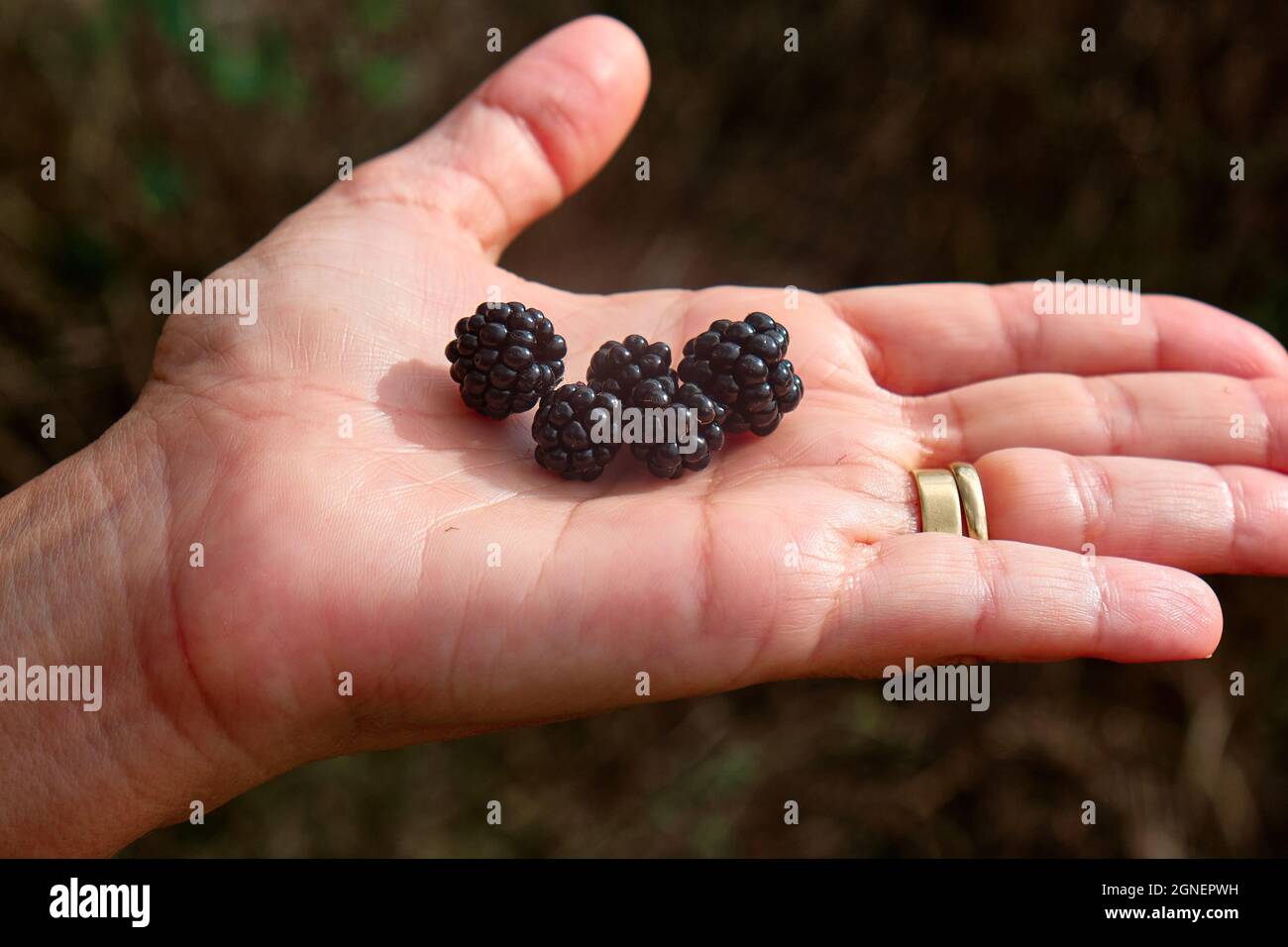 Girl's hand with some beautiful Blackberries of Rubus ulmifolius, a