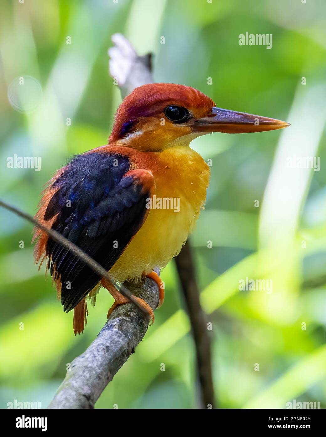 Nature wildlife image of Rufous backed Kingfisher perched on branch Stock Photo