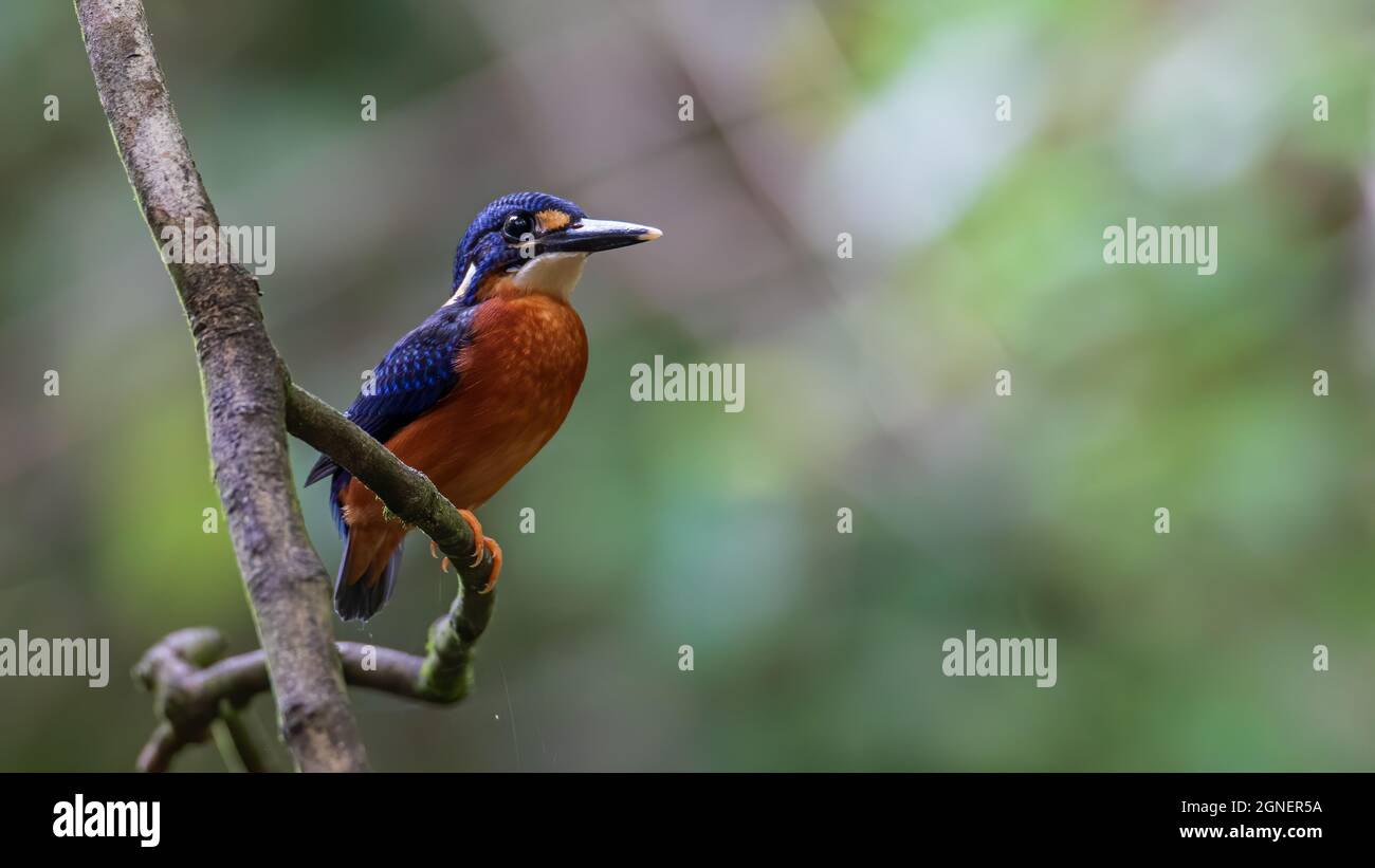 Nature wildlife image of blue-eared kingfisher bird (Alcedo meninting) standing on tree branch Stock Photo