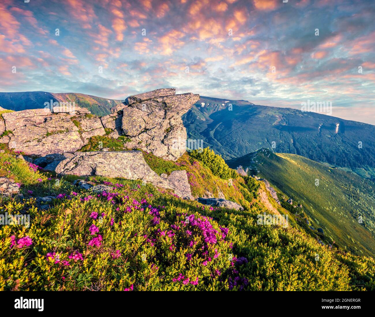 Impressive summer view of fields of blooming rhododendron flowers. Breathtaking morning scene of Carpathian mountains in June, Ukraine, Europe. Beauty Stock Photo